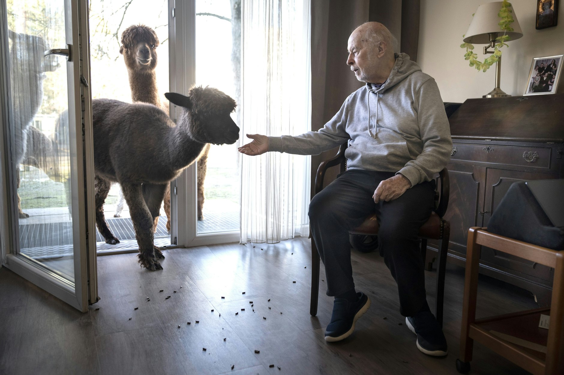 Kuscheln mit Alpakas im Seniorenheim Lankwitz in Berlin: Gerhard Güttler (94) mit den Alpakas
