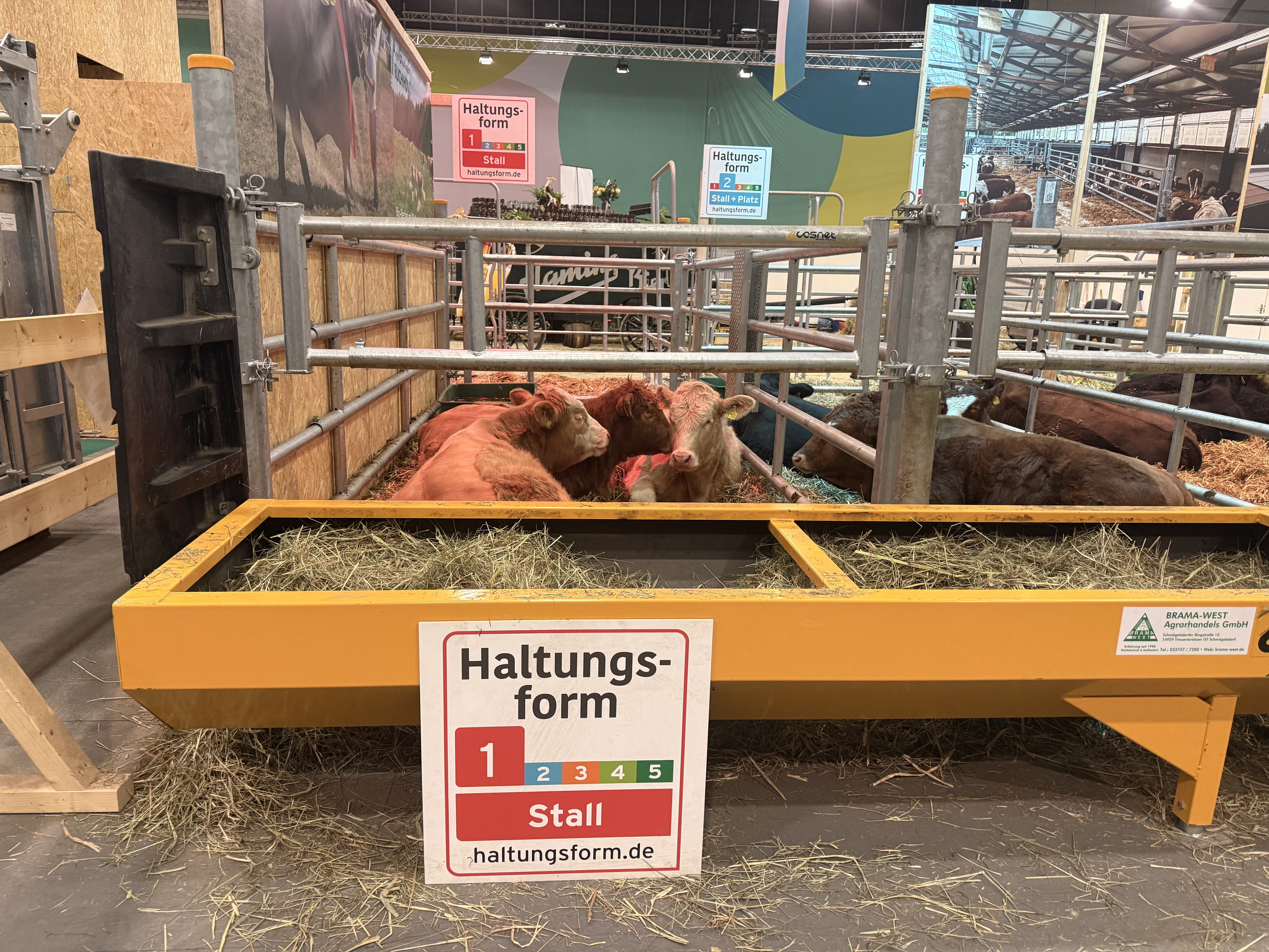 Kühe auf Stroh: Grüne Woche offenbart Probleme in Tierhaltung