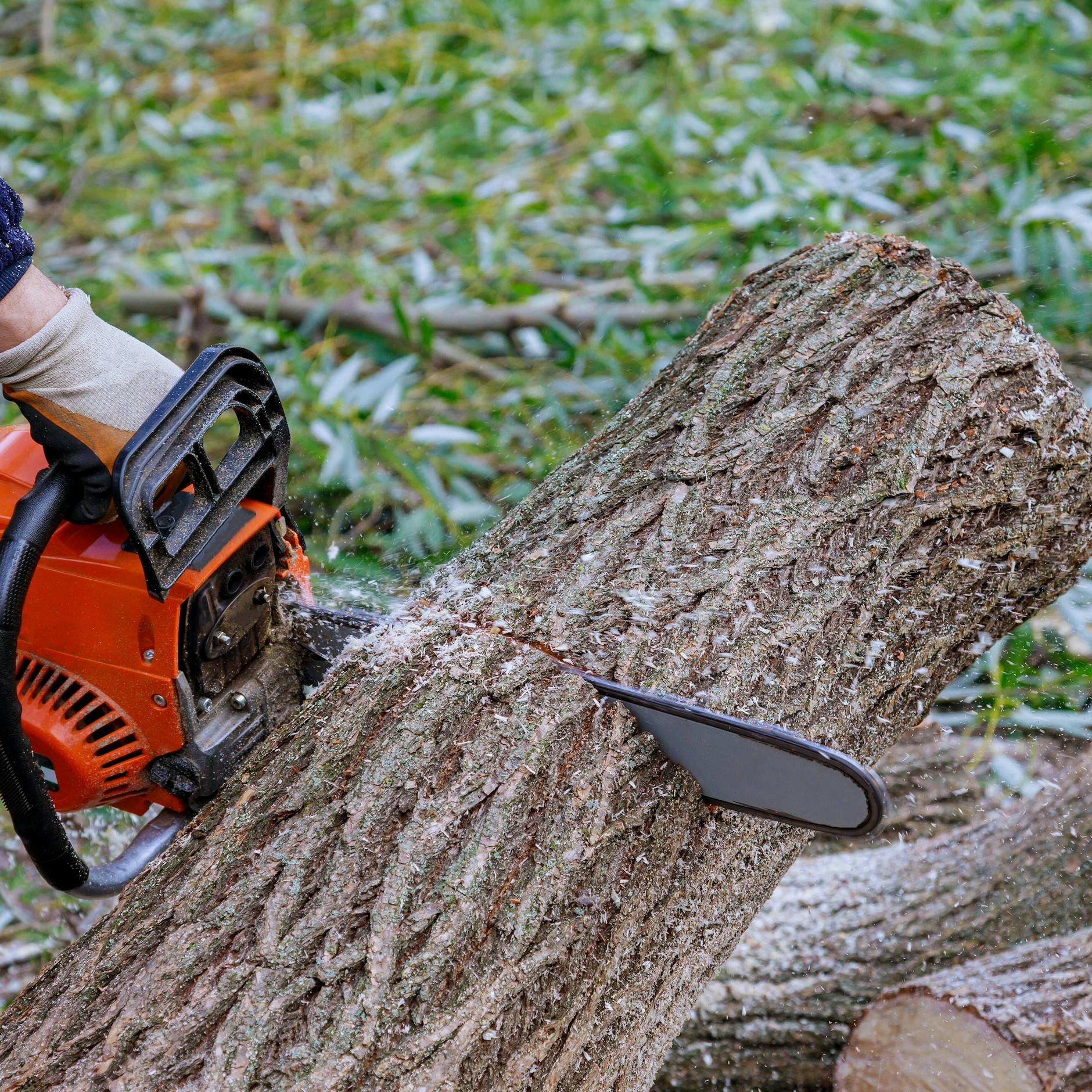 Image - Montag startet Baum-Massaker, Howoge zerstört Idylle in Lichtenberg