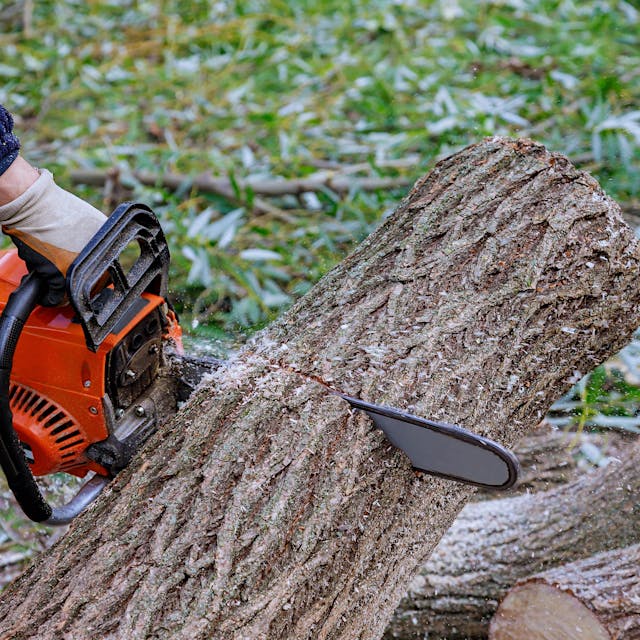 Montag startet Baum-Massaker, Howoge zerstört Idylle in Lichtenberg