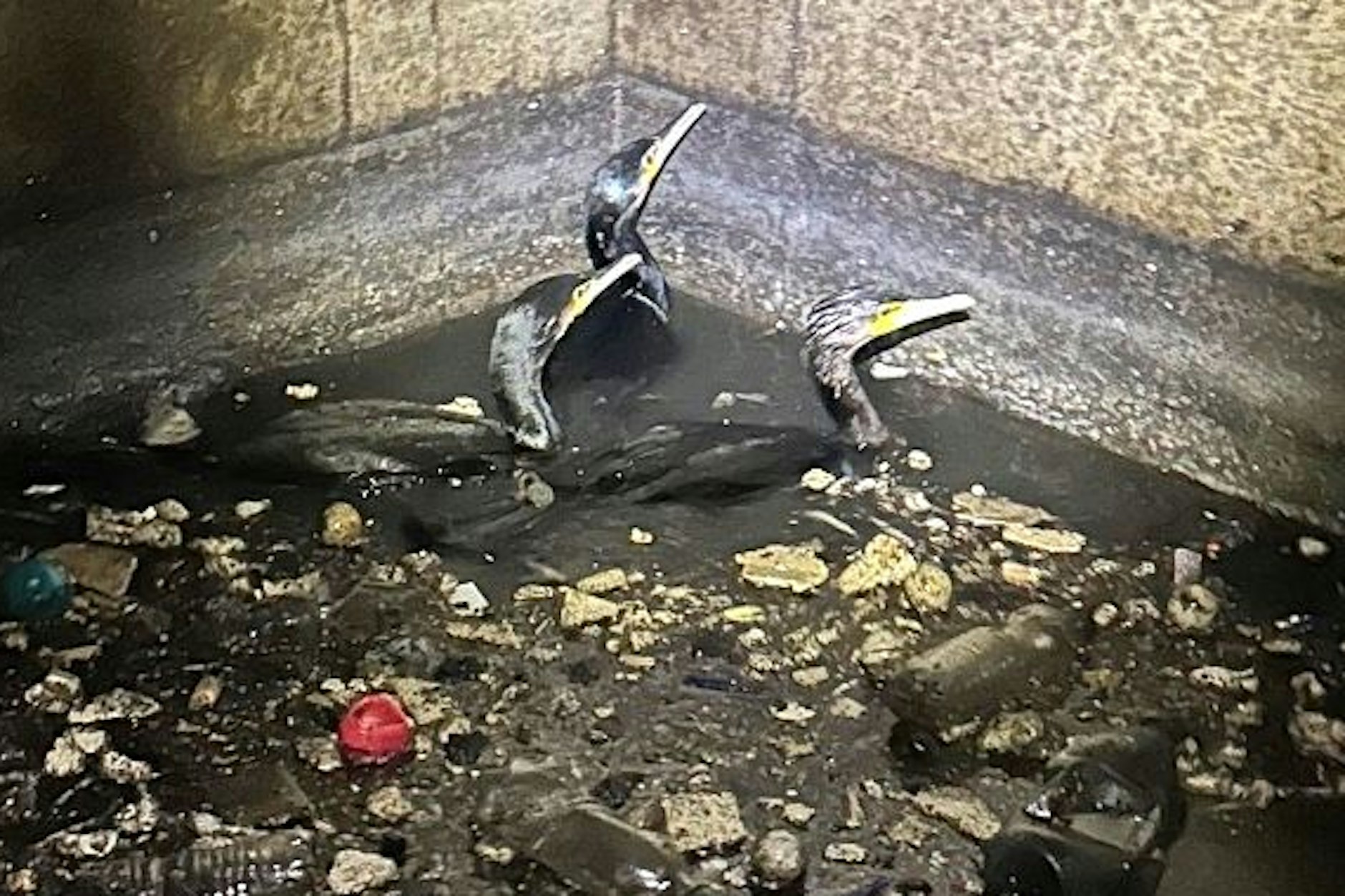 Mehrere Kormorane saßen in dem Regenauslaufbauwerk fest und konnten nicht mehr entkommen.