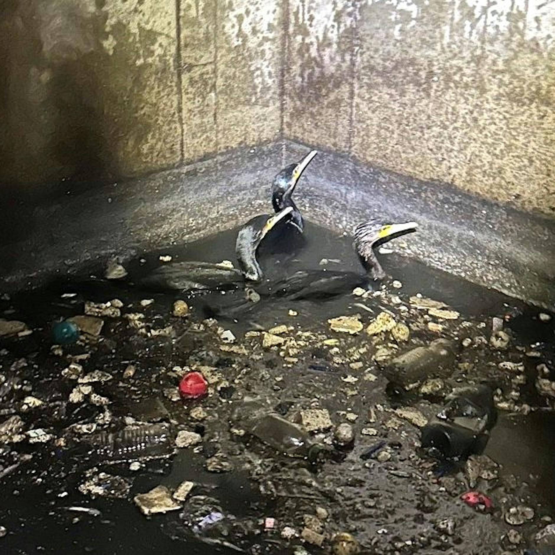 79 Kormorane am Tempelhofer Hafen gerettet