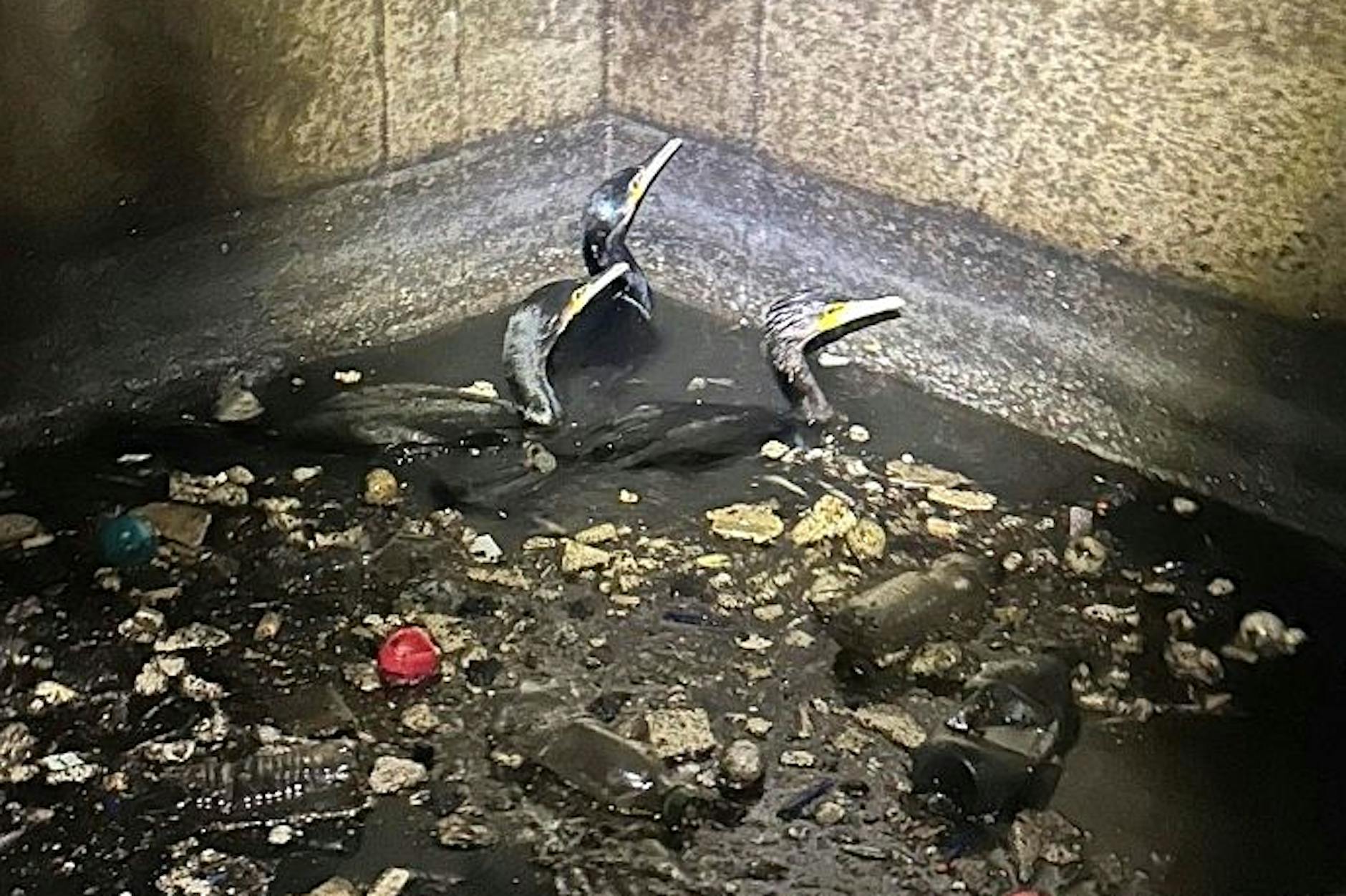 79 Kormorane am Tempelhofer Hafen gerettet