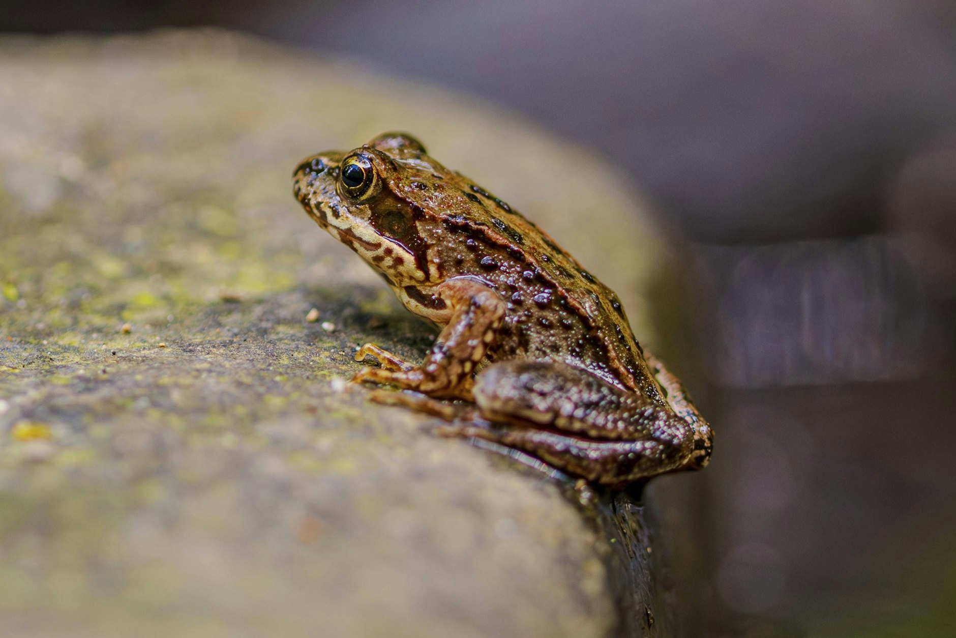 Für Moorfrösche wie diesen hier wird das einstige Freibad in Schönewalde in ein Paradies verwandelt.