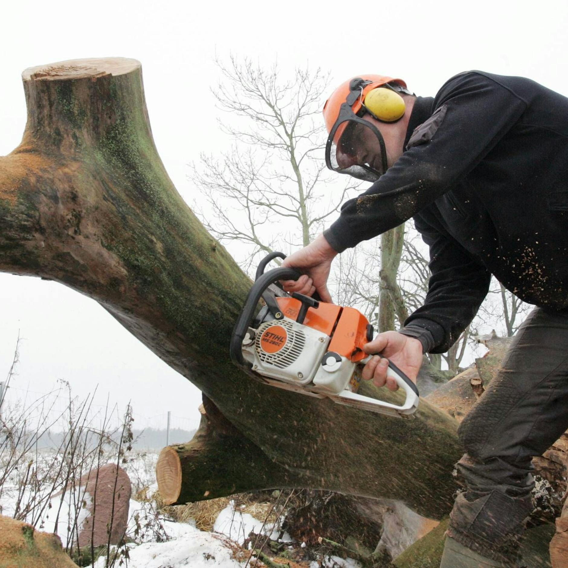 Image - Eisregen stoppt Baum-Massaker der Howoge