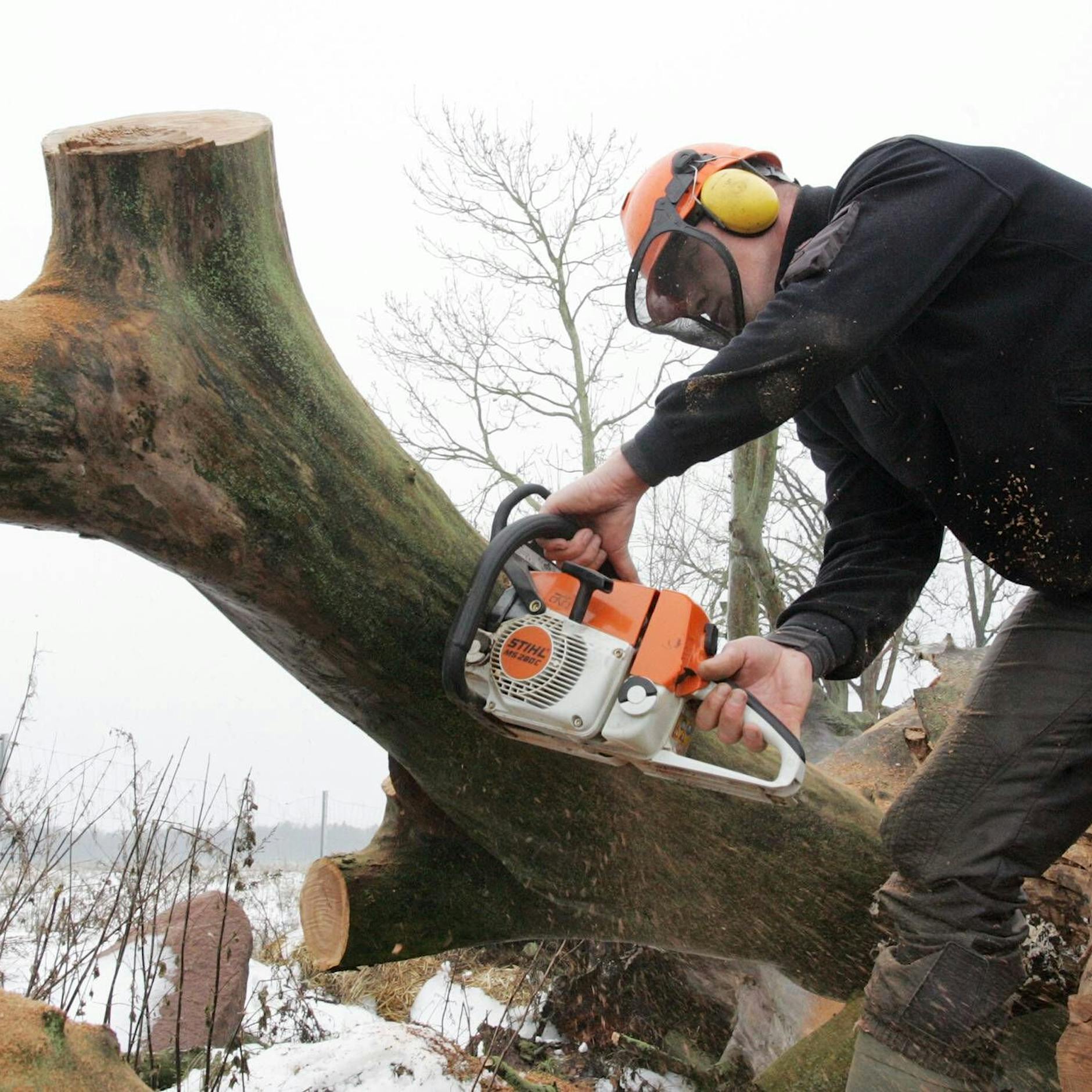Eisregen stoppt Baum-Massaker der Howoge