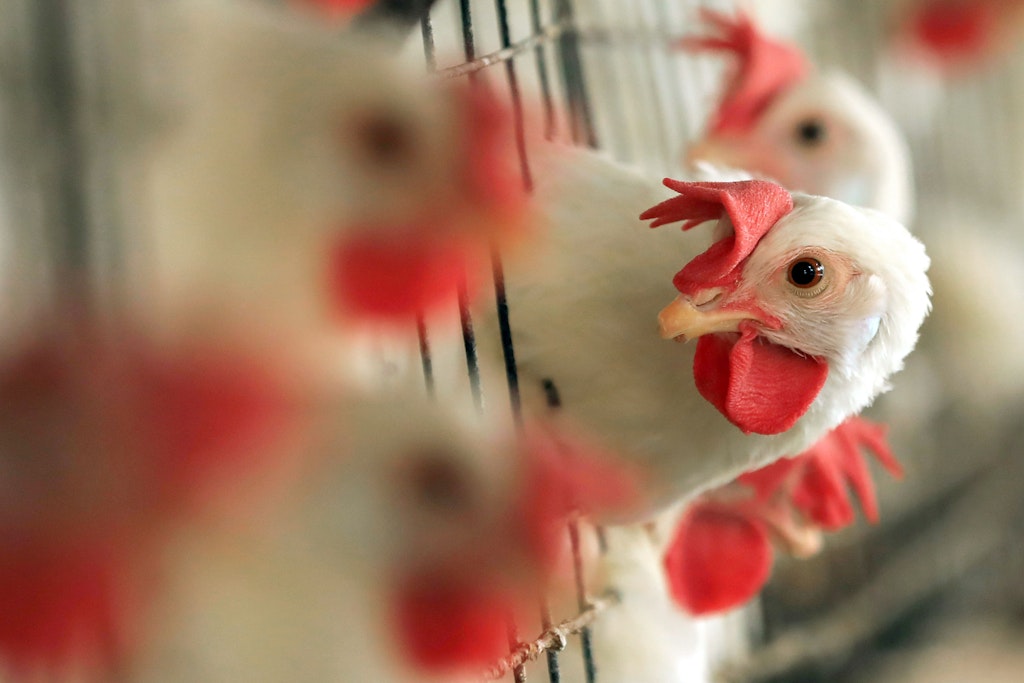 Jetzt fluten Käfigeier aus der Ukraine die EU – und bleiben unerkannt