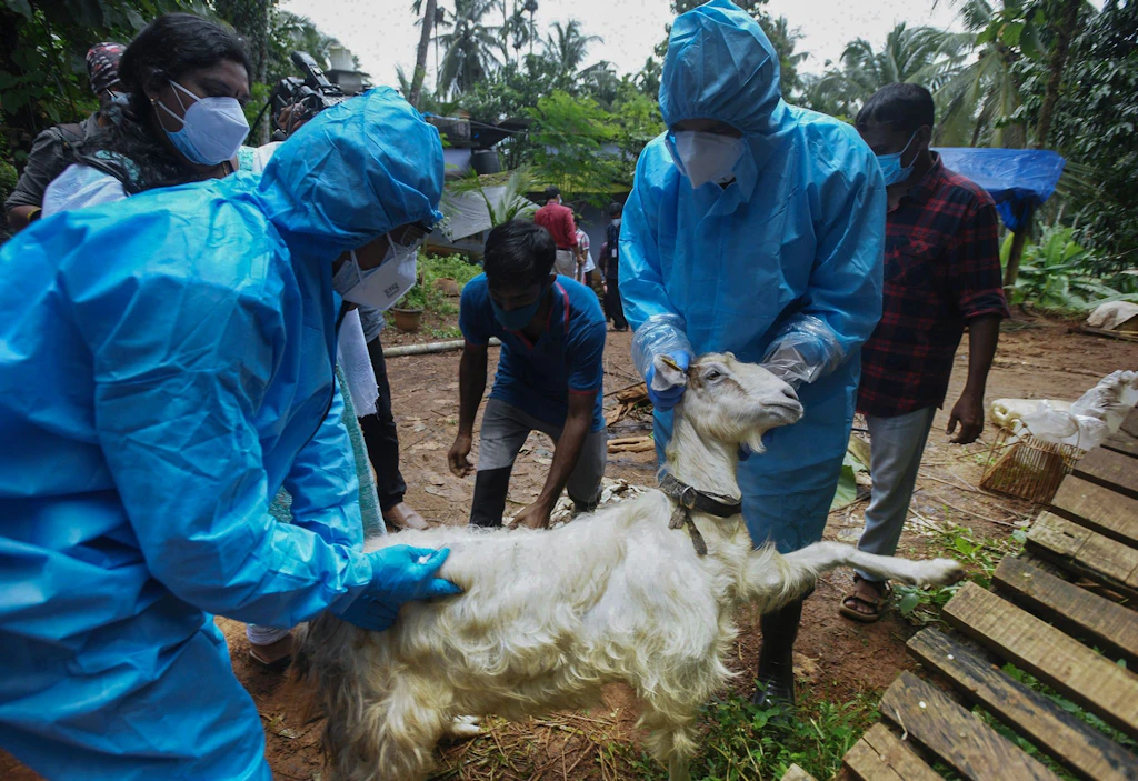 Nipah-Virus in Indien: Neue Fälle gemeldet – asiatische Länder verschärfen Flughafenkontrollen