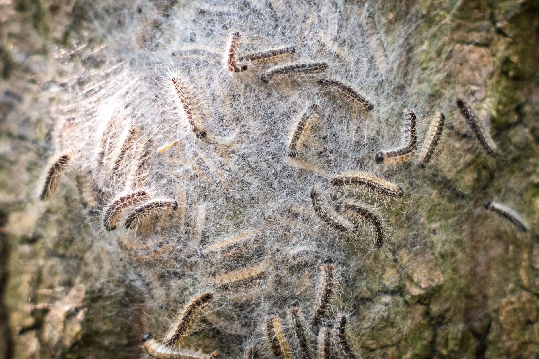 Berlin droht eine neue Invasion der Horror-Raupen