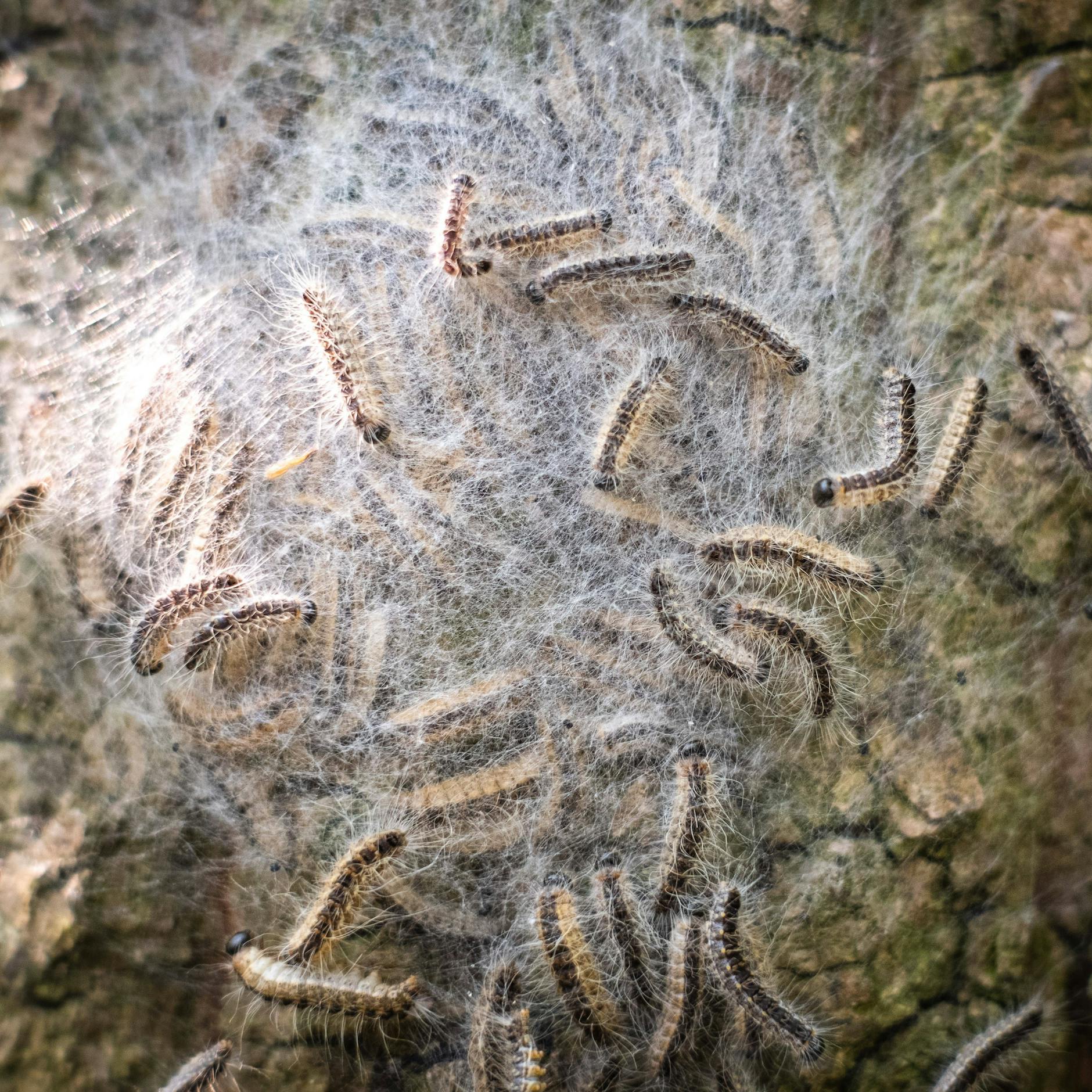 Image - Berlin droht eine neue Invasion der Horror-Raupen