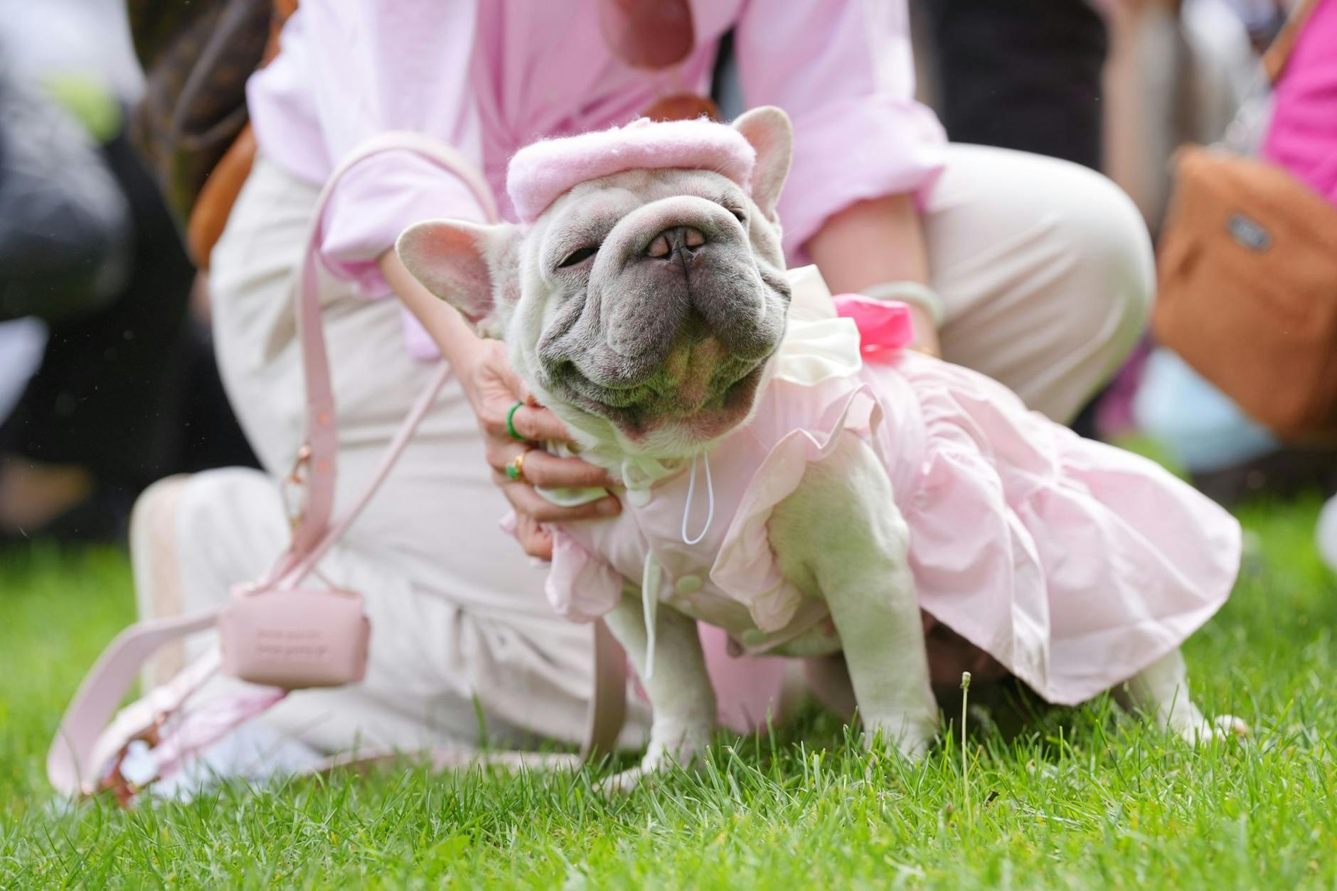 Französische Bulldoggen gelten seit Jahren als Mode-Hunde. Hier ein Tier aus Großbritannien 2024 bei einer Hunde-Show.