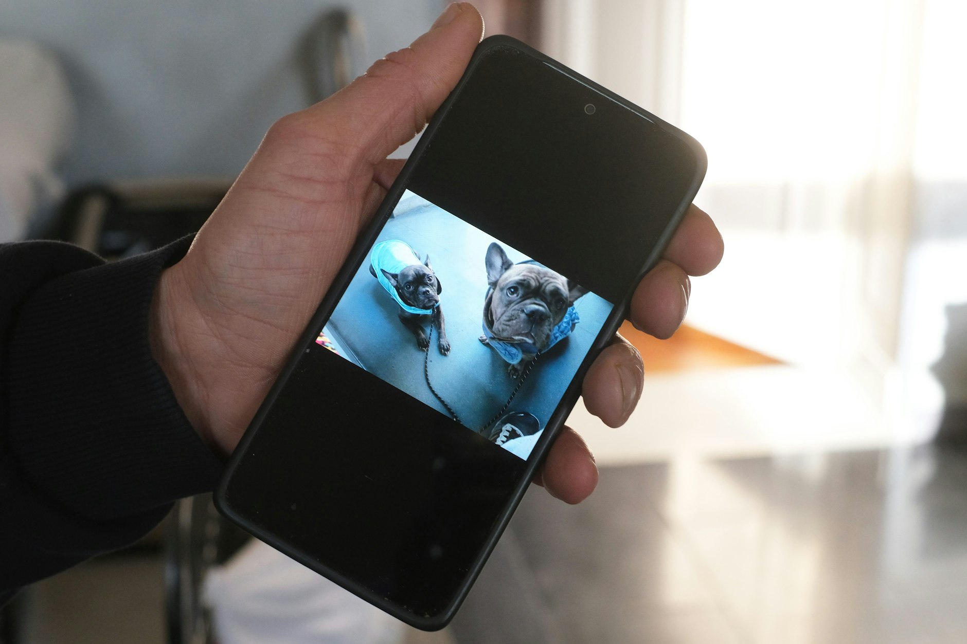 Französische Bulldoggen des Hundehalters aus Treptow-Köpenick