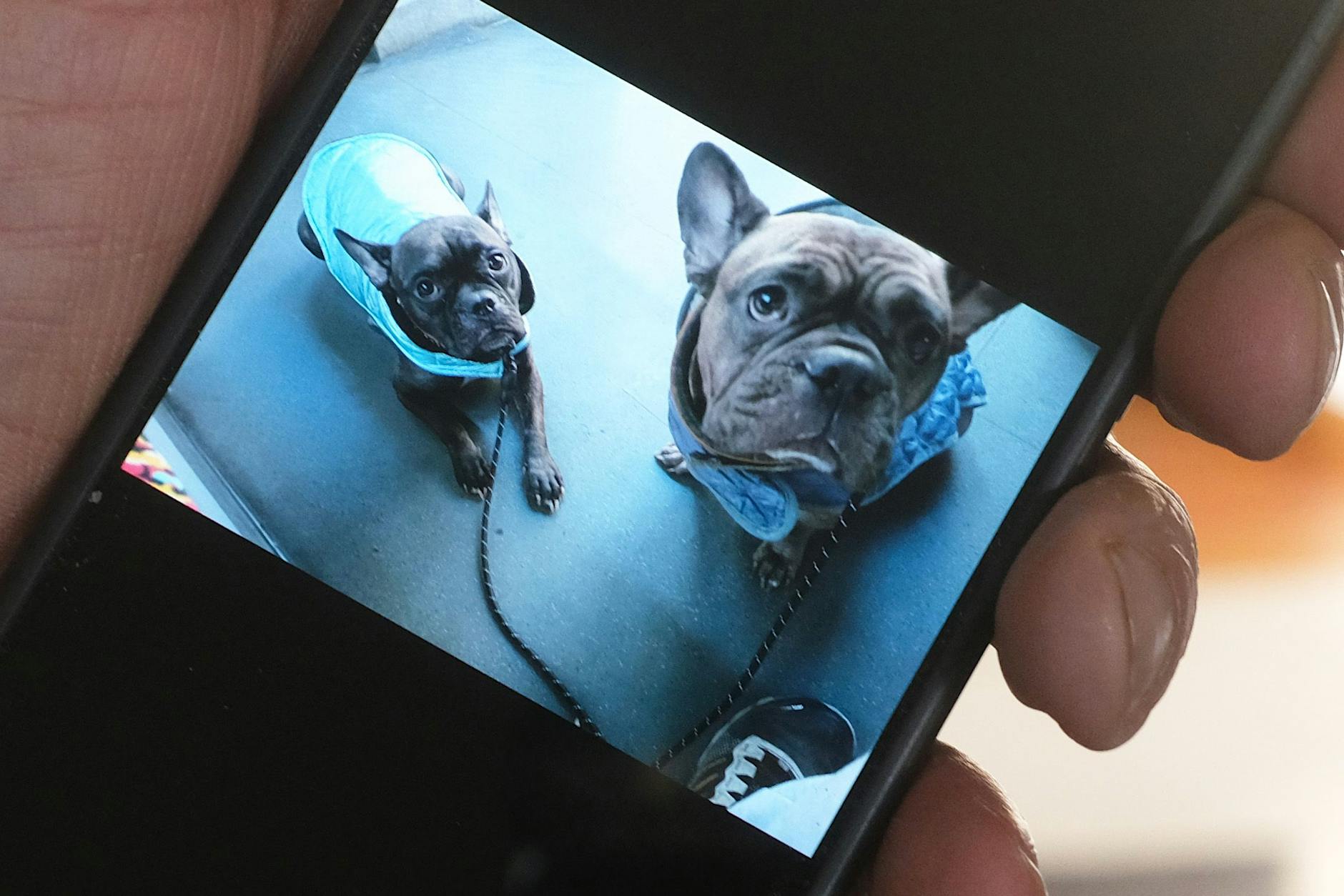 Jetzt warten die Keller-Welpen im Tierheim auf ihre Zukunft