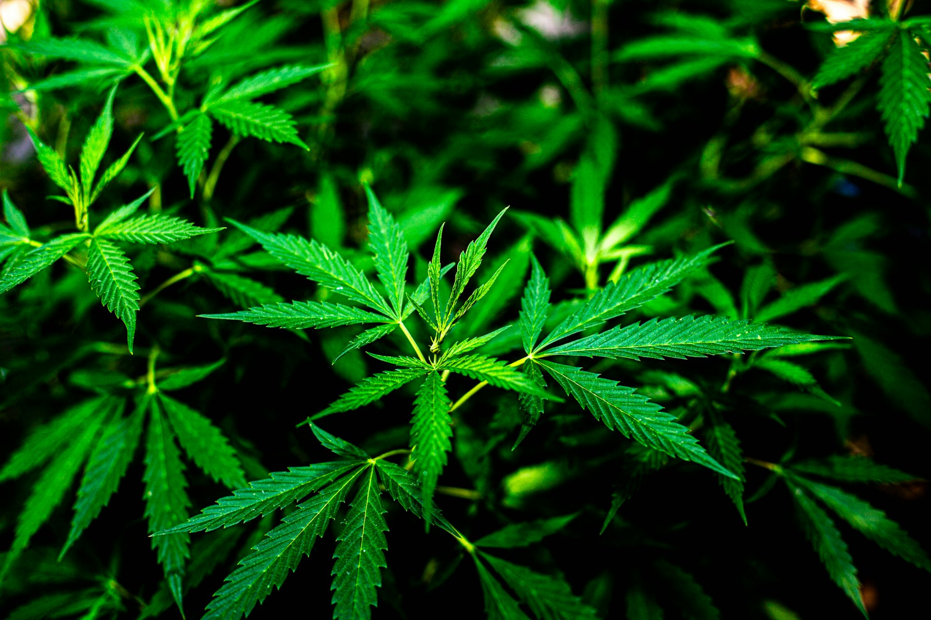 In einer Wohnung in Charlottenburg-Wilmersdorf hat die Polizei mehr als 30 Cannabispflanzen gefunden.