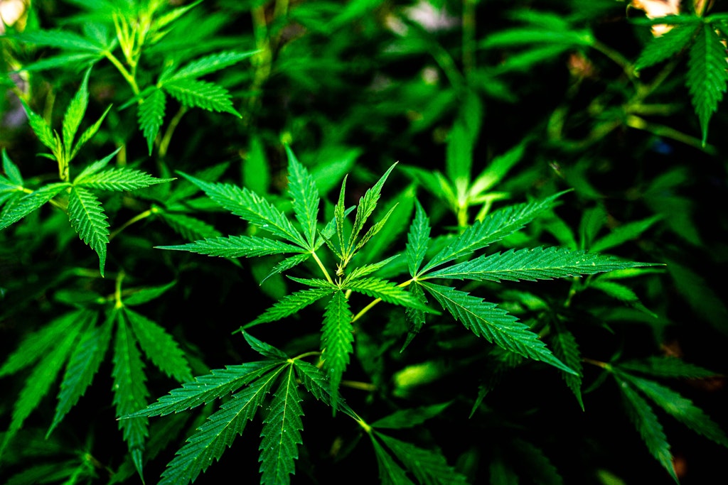 Berliner-Polizei-sucht-nach-Wasserstoff-und-findet-Cannabis