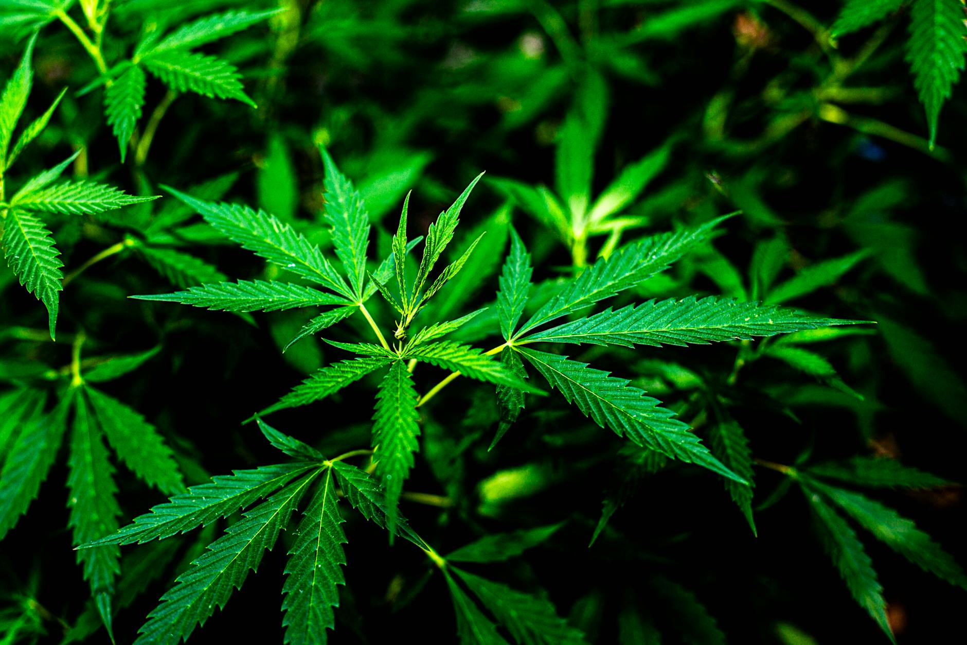 Berliner Polizei sucht nach Wasserstoff und findet Cannabis