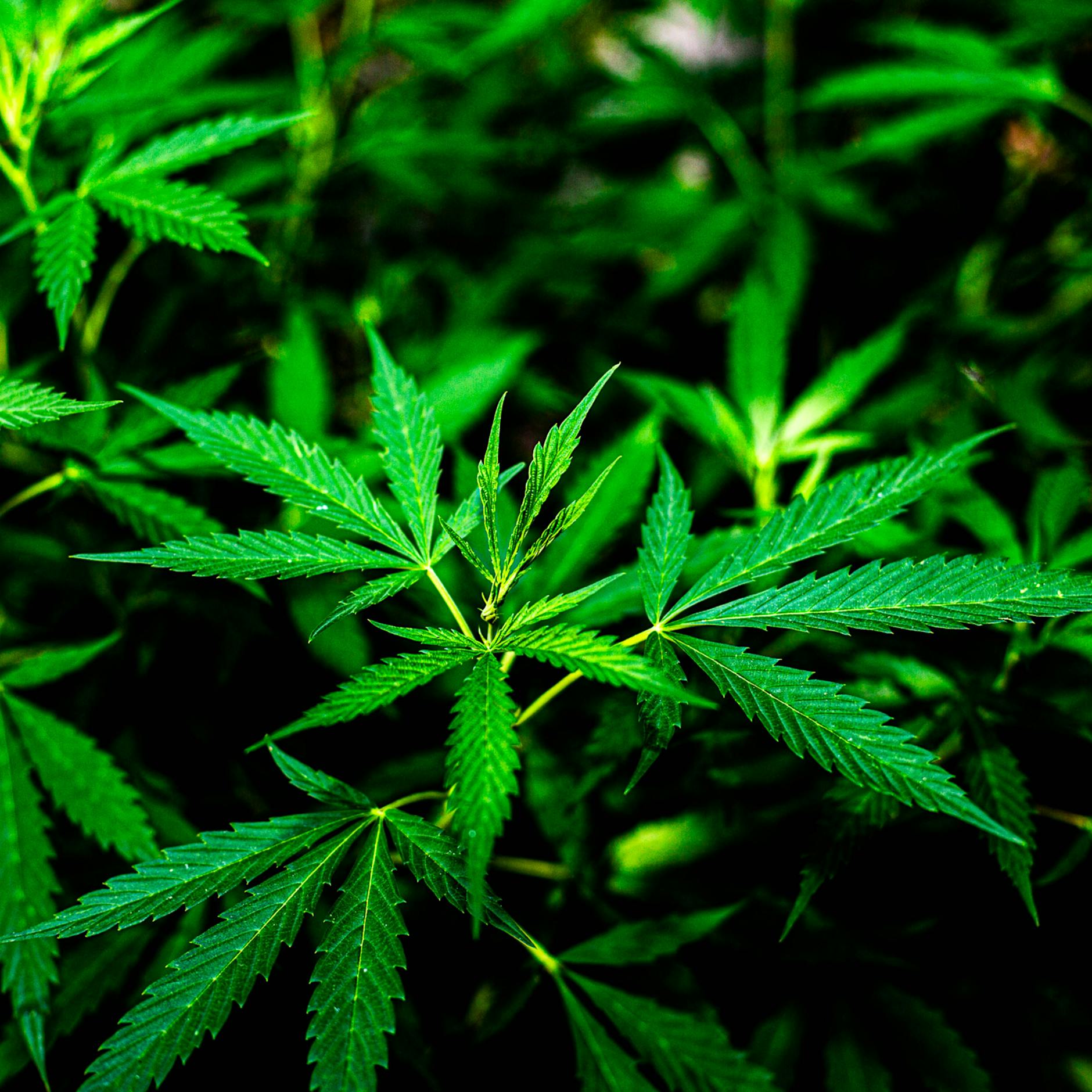 Berliner Polizei sucht nach Wasserstoff und findet Cannabis