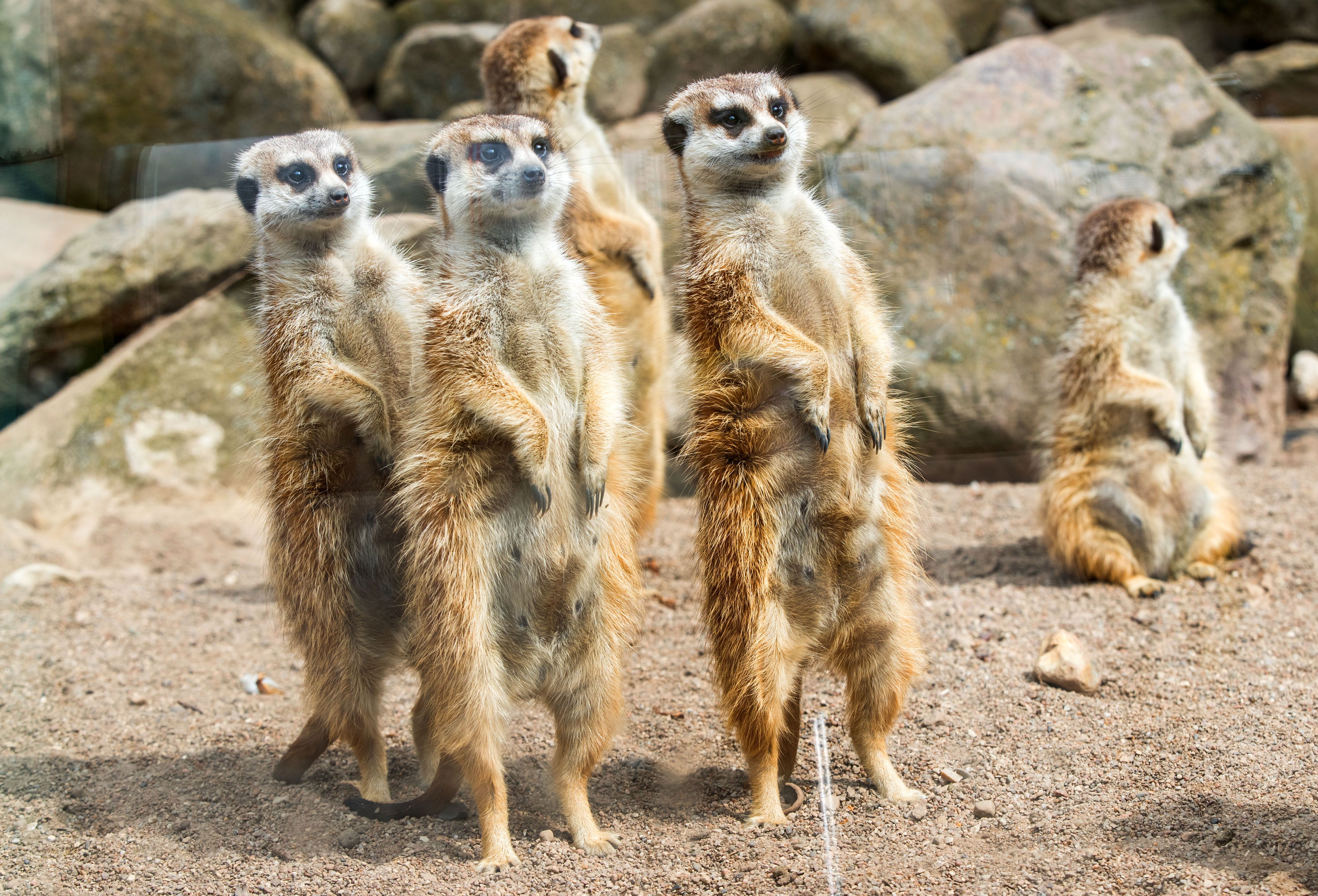 Zoo startet „Racheaktion“ zum Valentinstag: Kakerlake nach Ex benennen und verfüttern