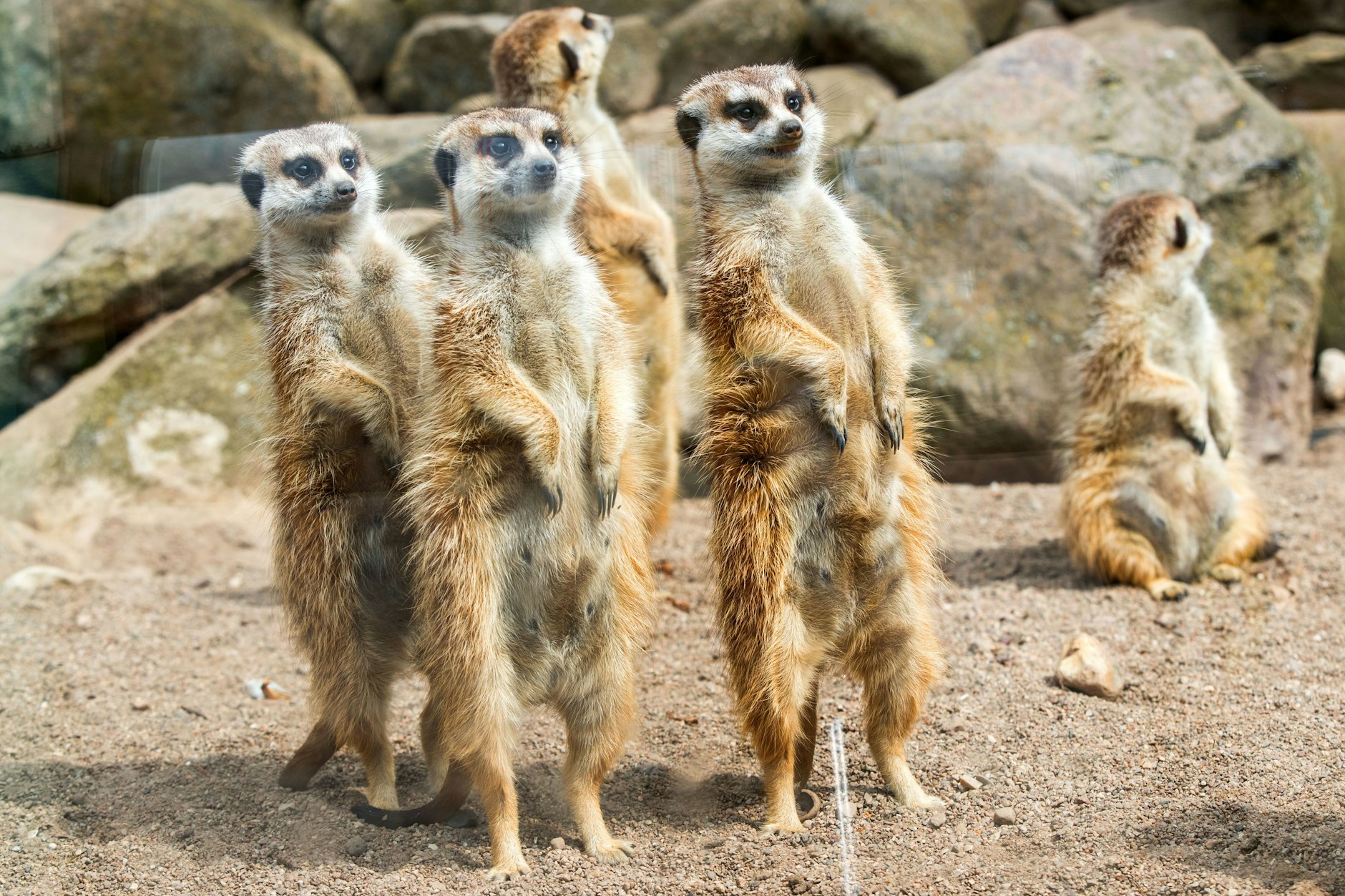 Die Kakerlaken sollen an Erdmännchen verfüttert werden.