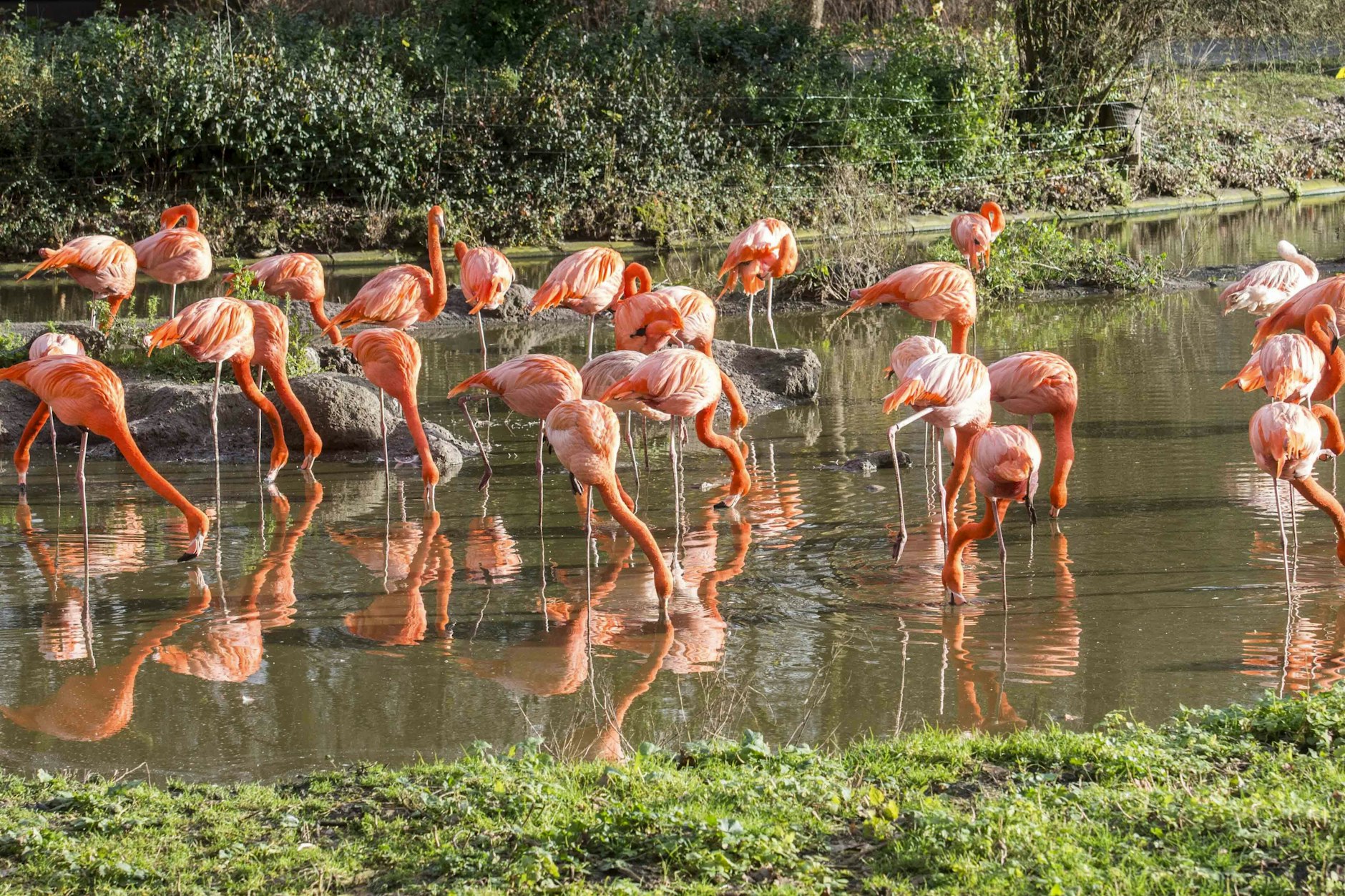 Im Tierpark Berlin können die Besucher die Kuba-Flamingos beobachten.