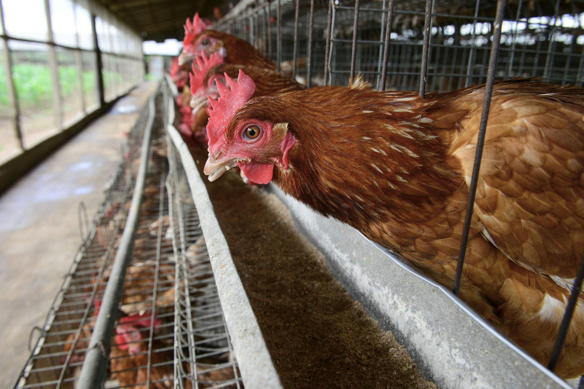 Käfighaltung wie hier in Nigeria ist auch in der Ukraine üblich.