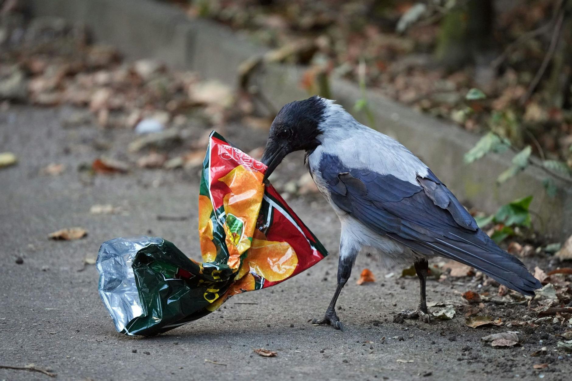 Sinnbild der Wegwerfmentalität: Diese Krähe bedient sich am menschlichen Müll.