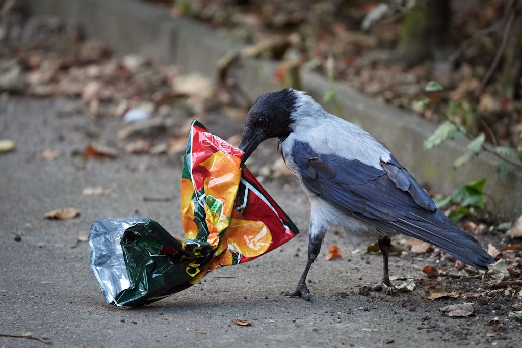Vom „Durstlöscher“ zum Schandfleck: Die versteckten Ursachen für Berlins Abfall-Eskalation