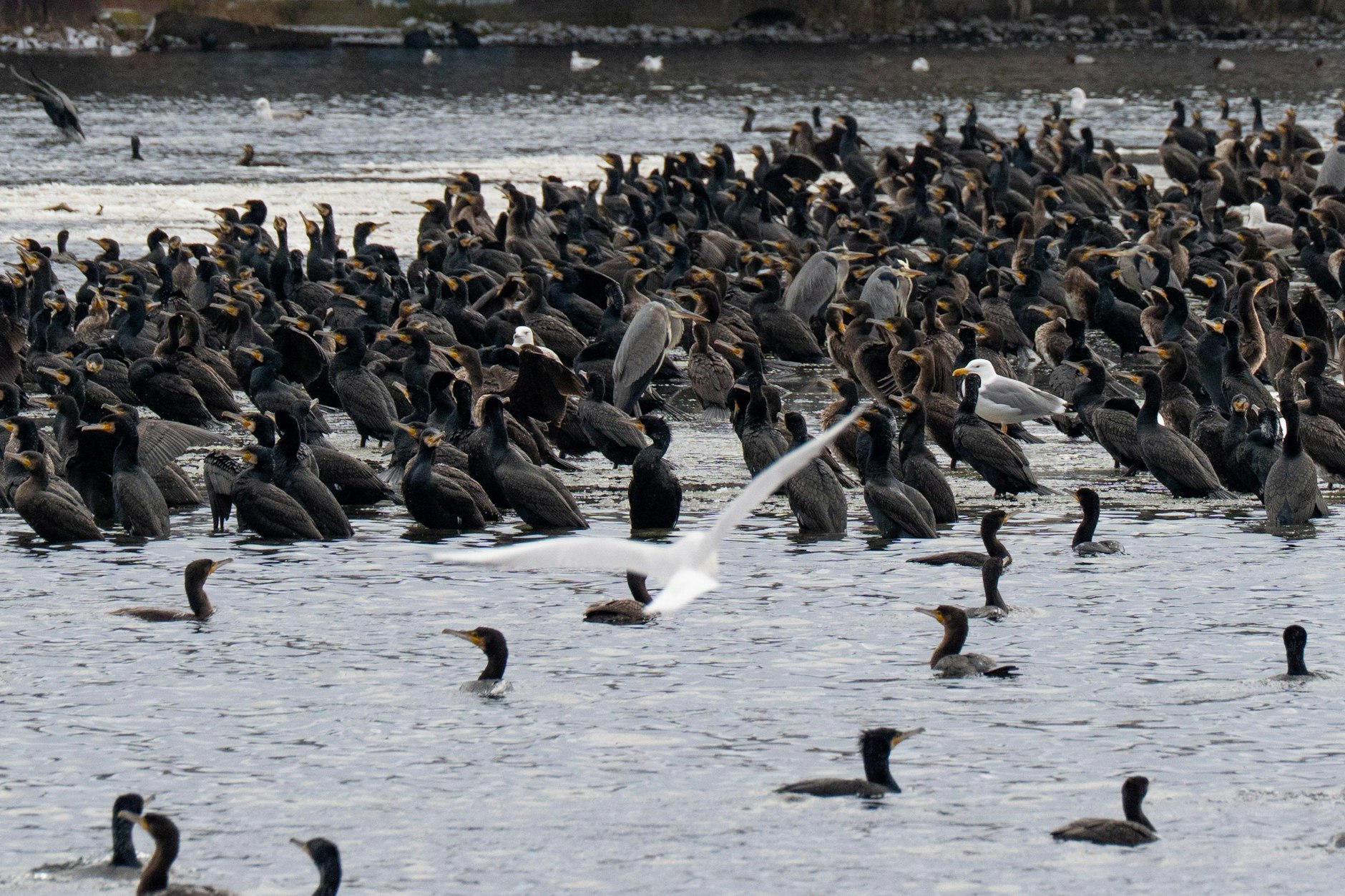 Kormorane, Graureiher und Möwen versammeln sich auf einer Eisscholle auf der Havel.