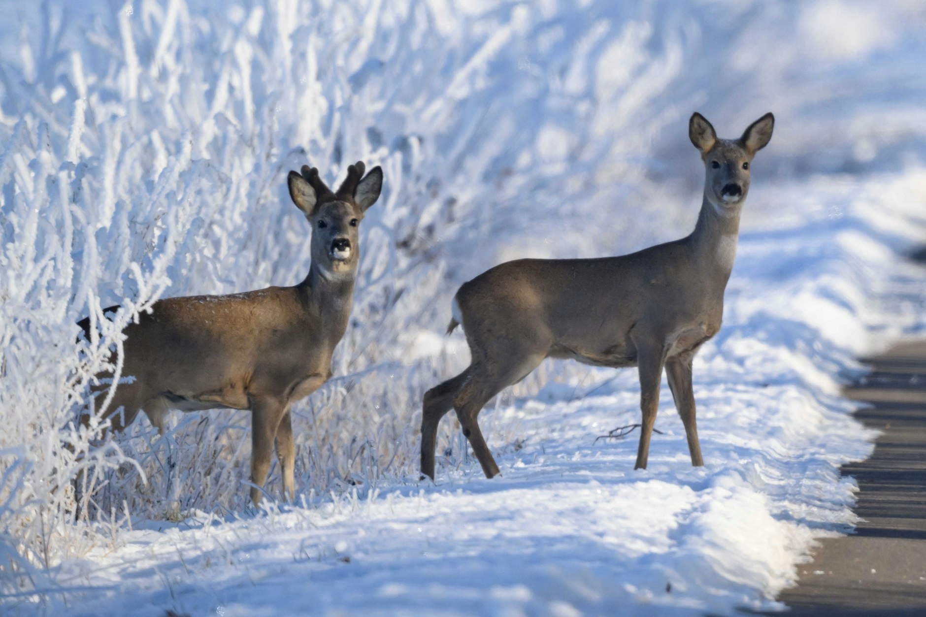 Vereister Boden wird für Rehe im Winter zum Problem.