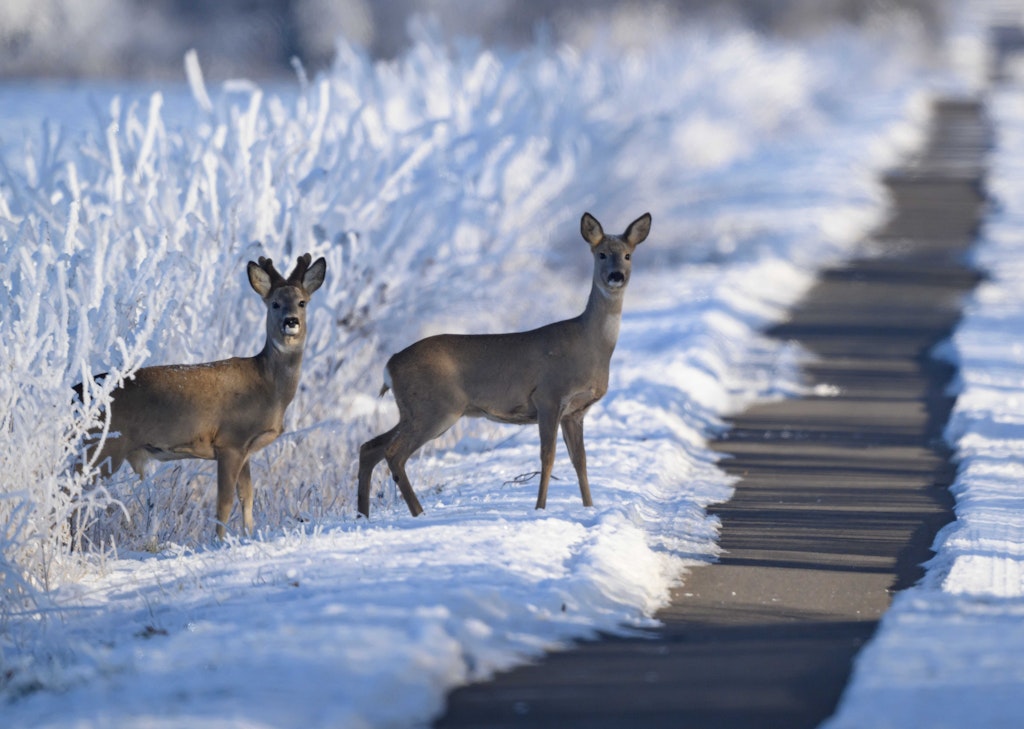 So-macht-der-eisige-Berliner-Winter-den-Wildtieren-zu-schaffen