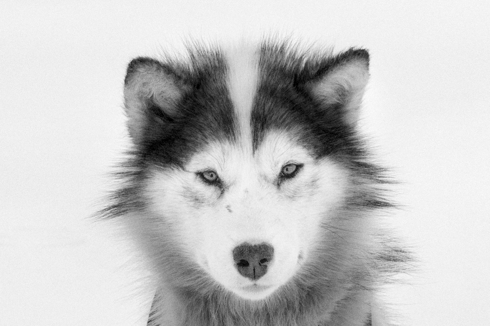 Axelsson-Porträt von 2007: „Sled Dog“, treuer Begleiter der Inuit