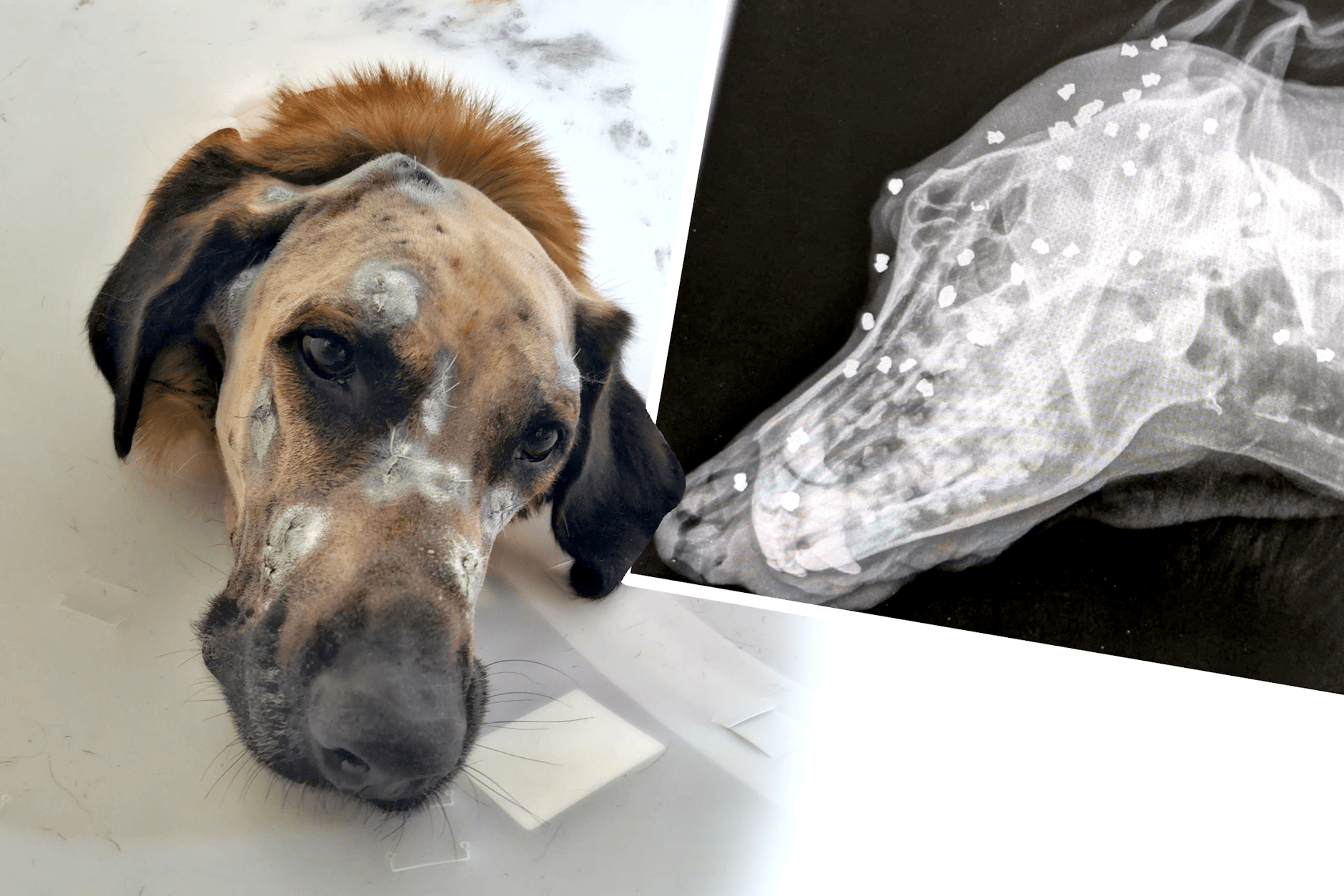 Der arme Hund Keks hatte 42 Projektile im Körper. Sein ehemaliger Besitzer wurde vor Gericht jetzt zu einer Geldstrafe verurteilt.