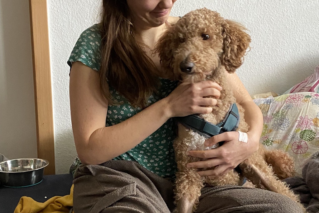 Blutspenden retten sein Leben: Assistenzhund Lupin aus Eberswalde ist schwer krank