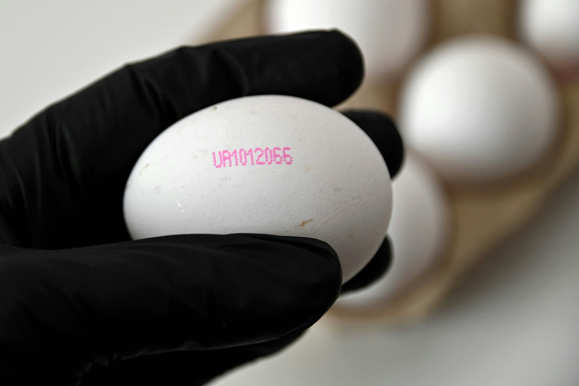 Wie ich Billig-Eier aus der Ukraine erkenne, die jetzt die EU fluten