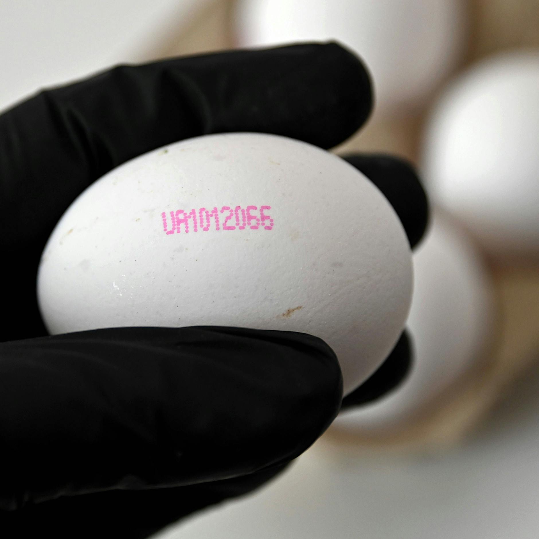 Image - Wie ich Billig-Eier aus der Ukraine erkenne, die jetzt die EU fluten