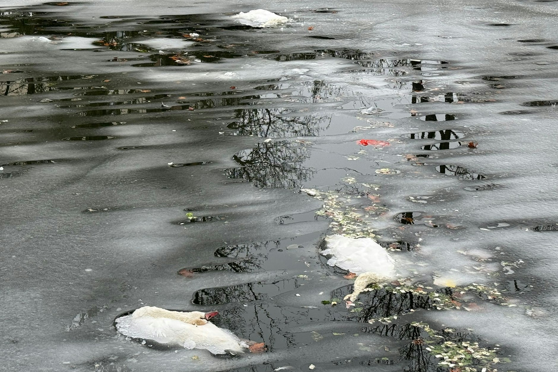 Trauriger Anblick. Hunger oder Vogelgrippe? Die Tiere treiben tot auf dem Wasser.