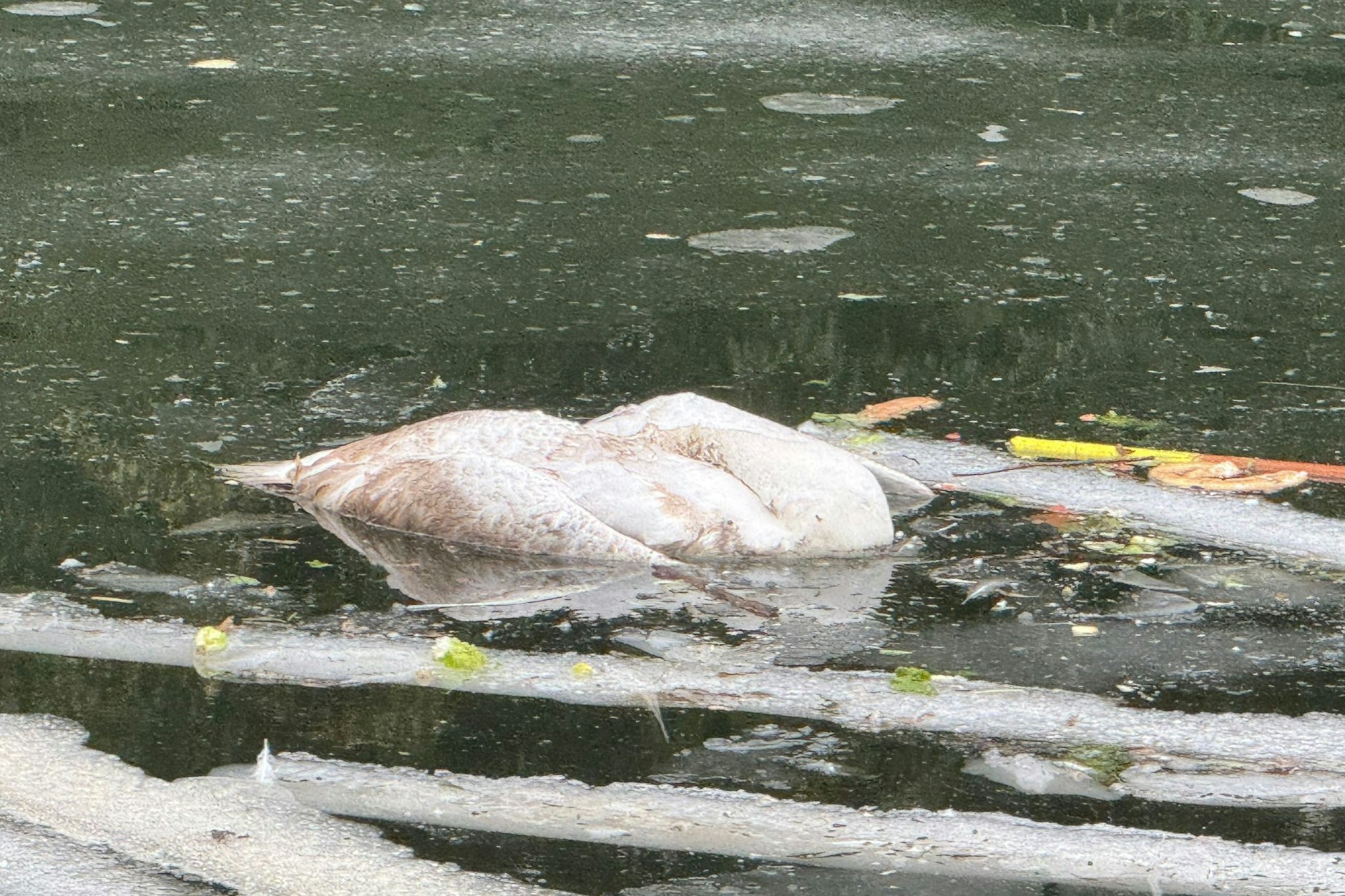 Toter Schwan im Landwehrkanal.