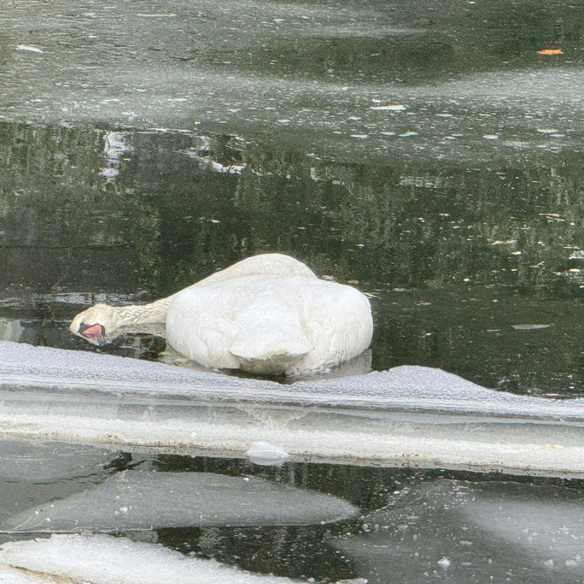 Image - Drama um eingefrorene Schwäne im Berliner Landwehrkanal