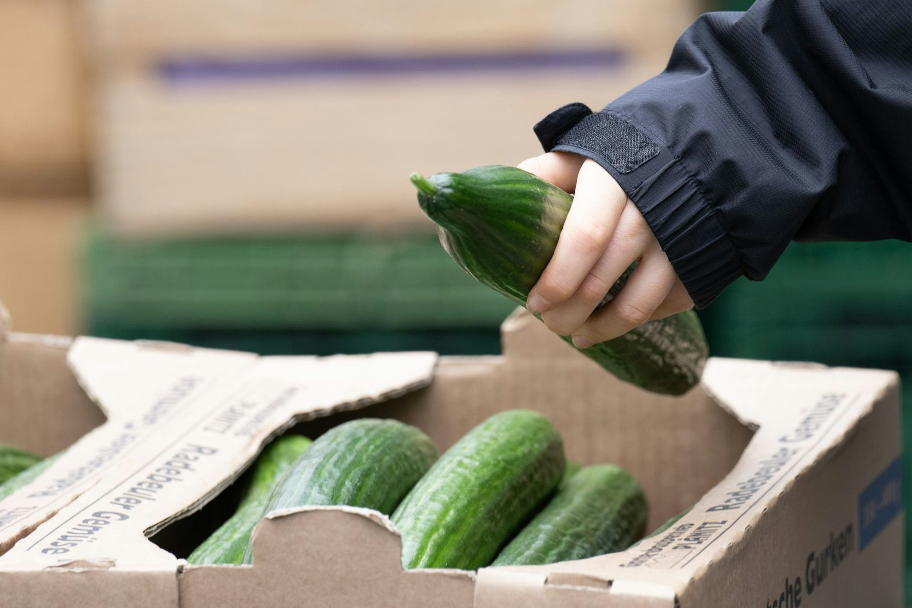 Der Griff zur Gurke ist dem Berliner zweite Natur. Es hilft, das sie häufig im Angebot ist.