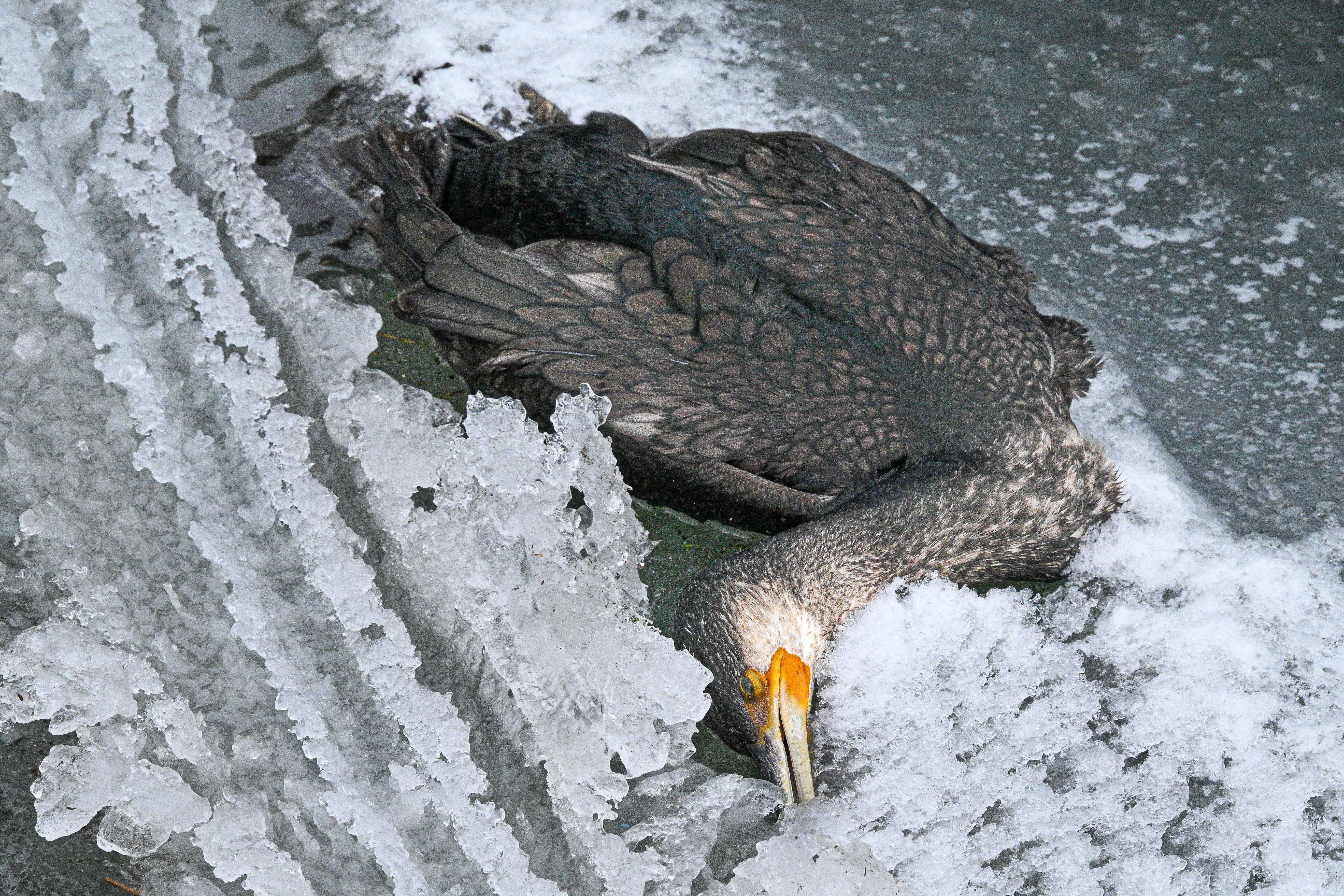 Geflügelpest in Berlin: Strenger Winter verschärft Infektionslage bei Wildvögeln