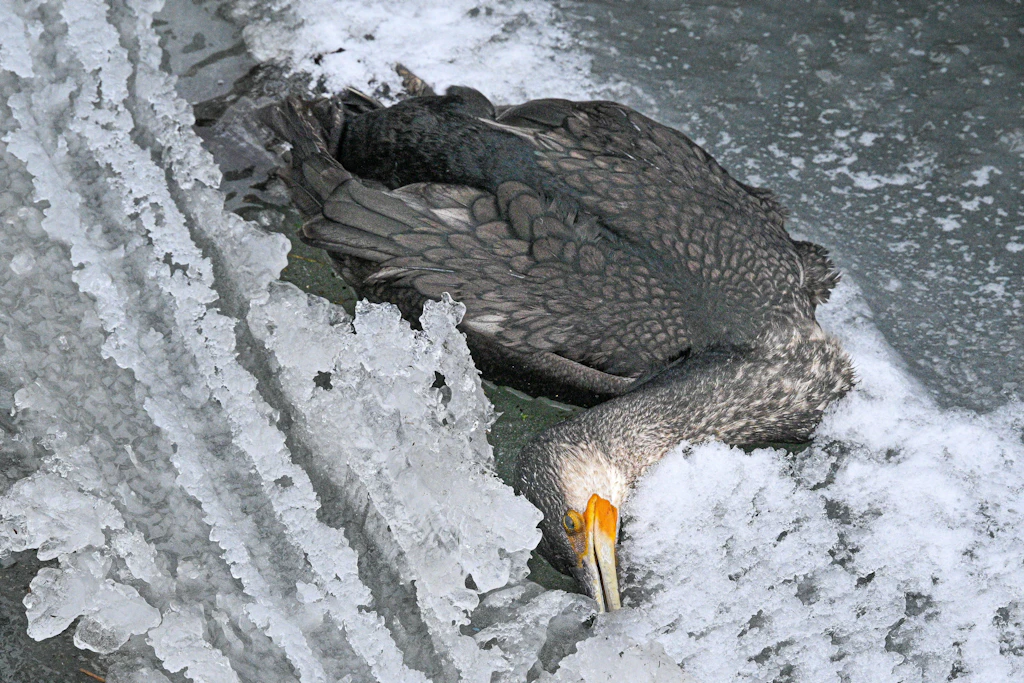 Geflügelpest in Berlin: Strenger Winter verschärft Infektionslage bei Wildvögeln
