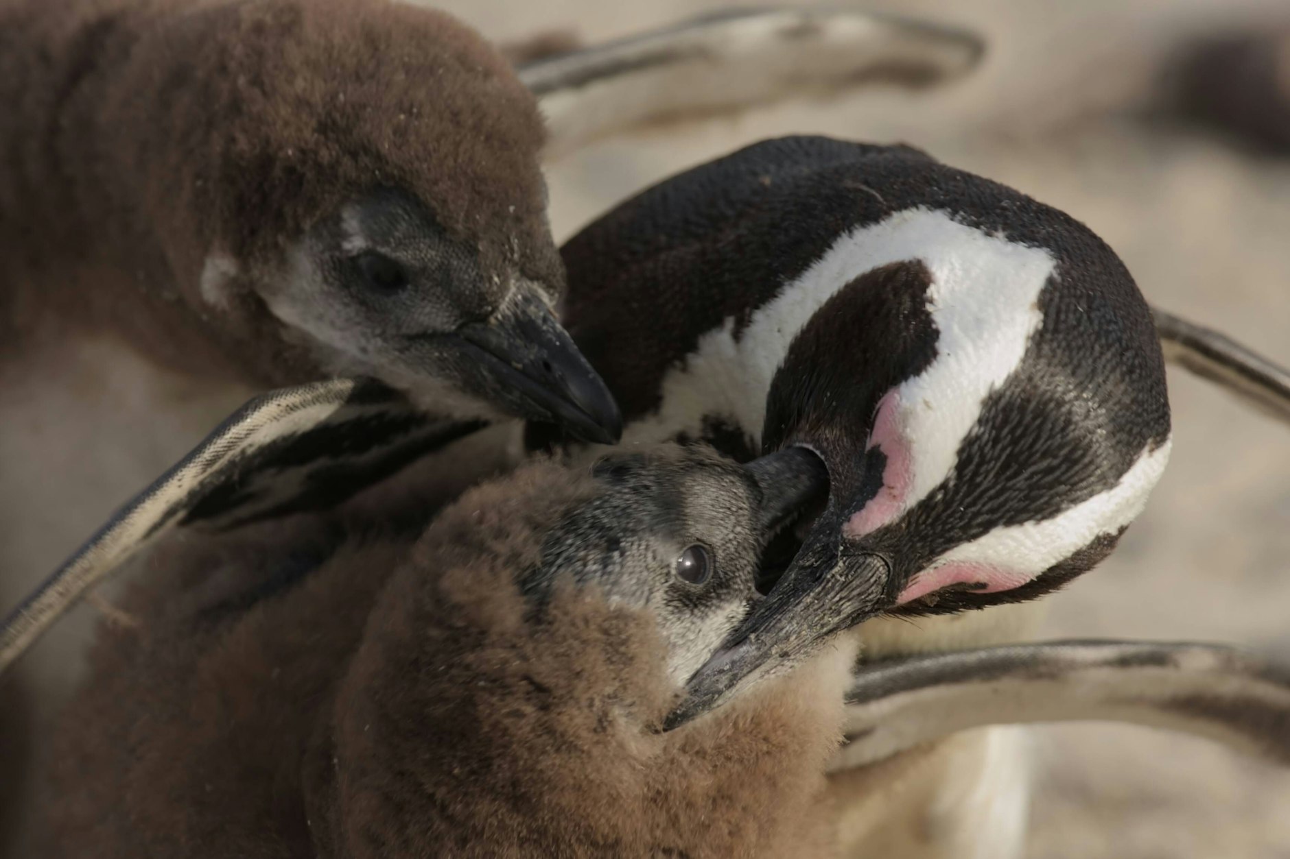 Für die Fütterung ihrer Küken fehlt es Afrikas Pinguin-Muttis an Fischen.