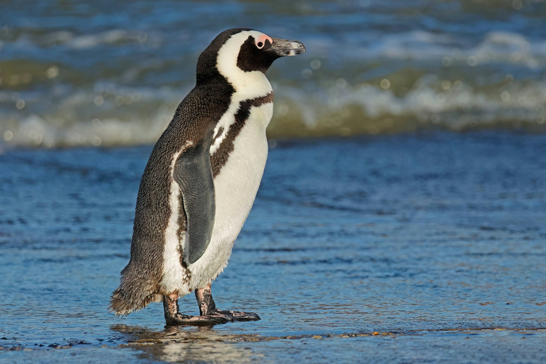 Afrikas Pinguine müssen ihre Babys mit Steinen füttern