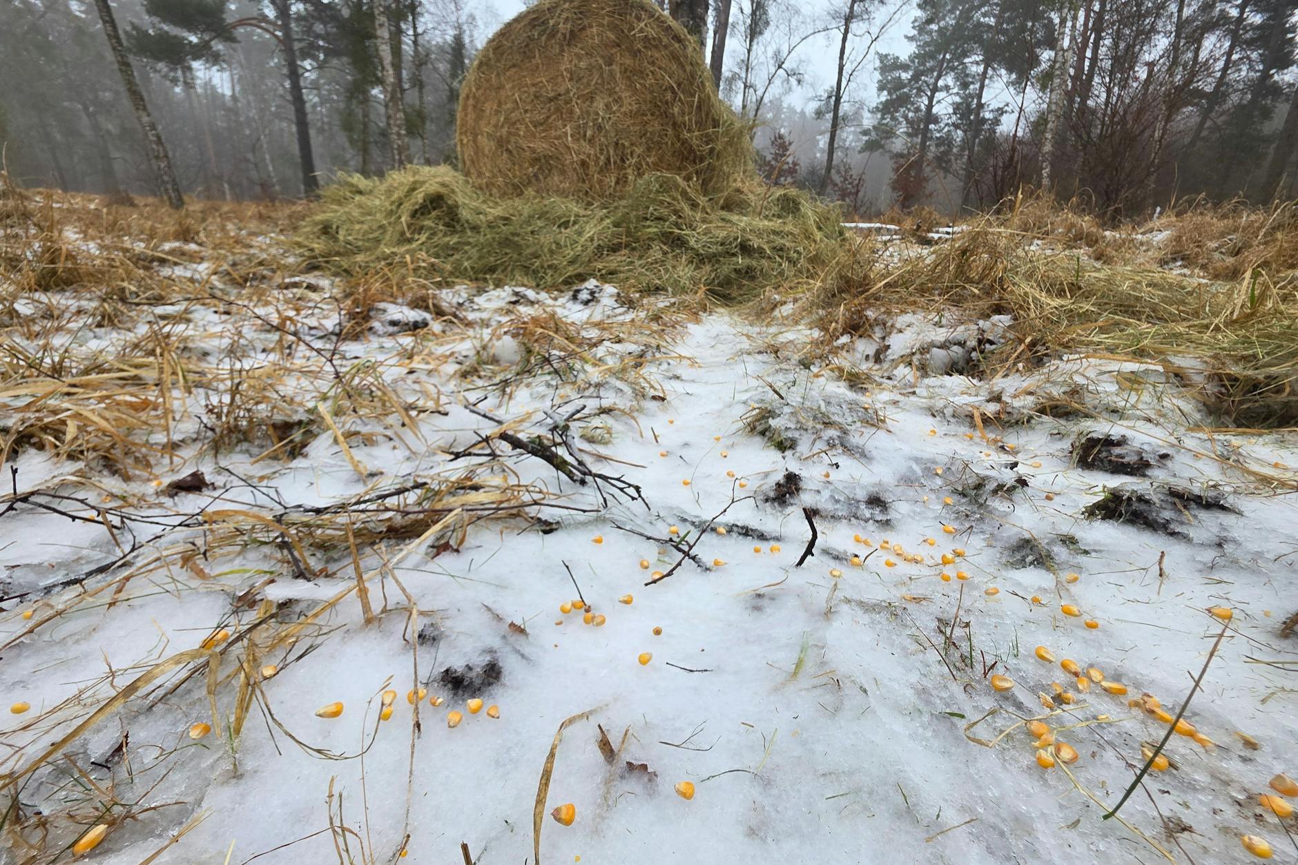 Jäger bringen Heu aus - an Plätzen, an denen Wild sonst auch aktiv ist.