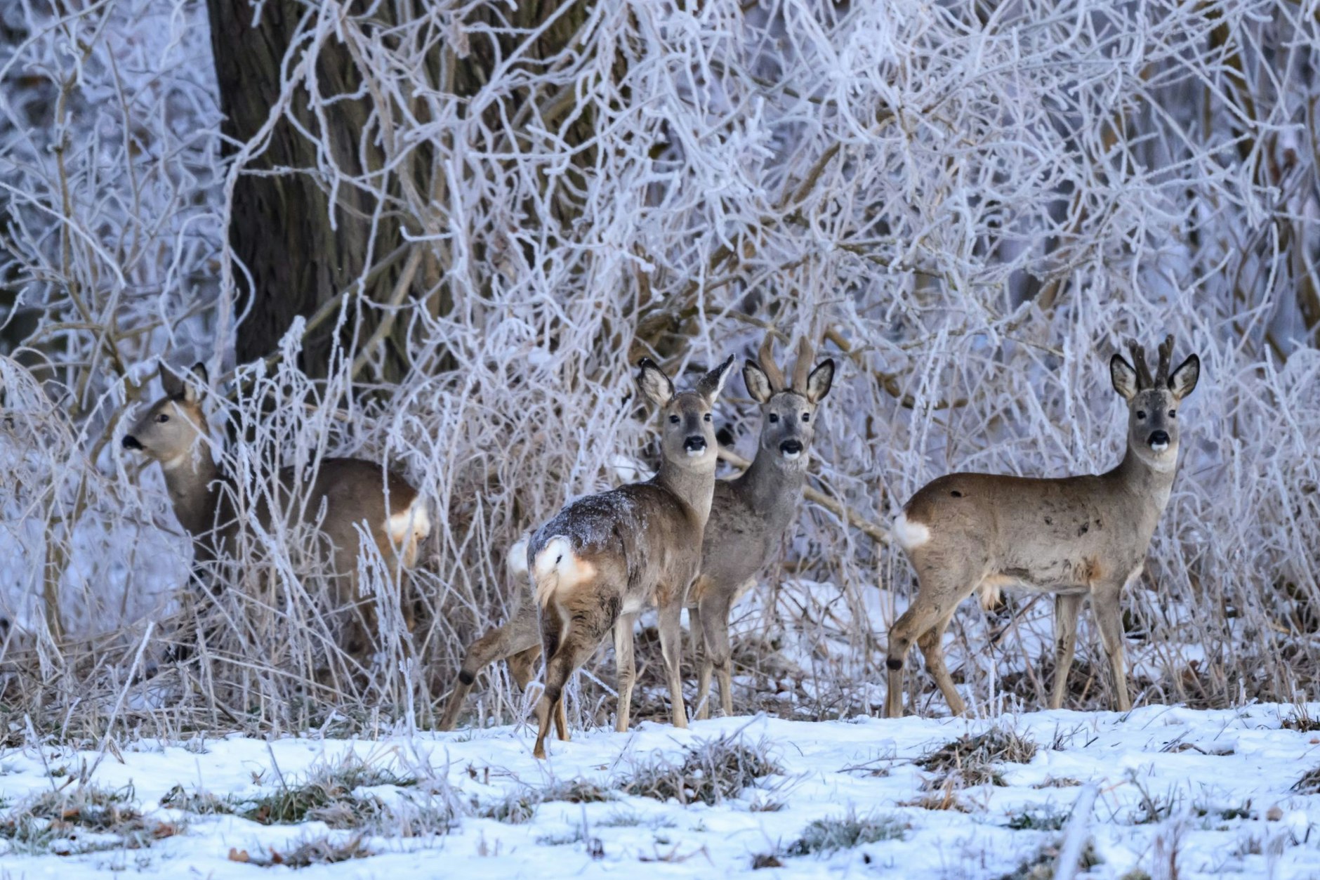 Der Winter in Brandenburg trifft Wildtiere besonders.