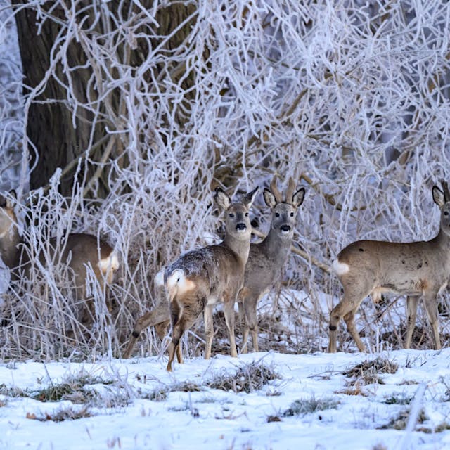 Jäger retten Brandenburgs Wildtiere vor dem Hungertod