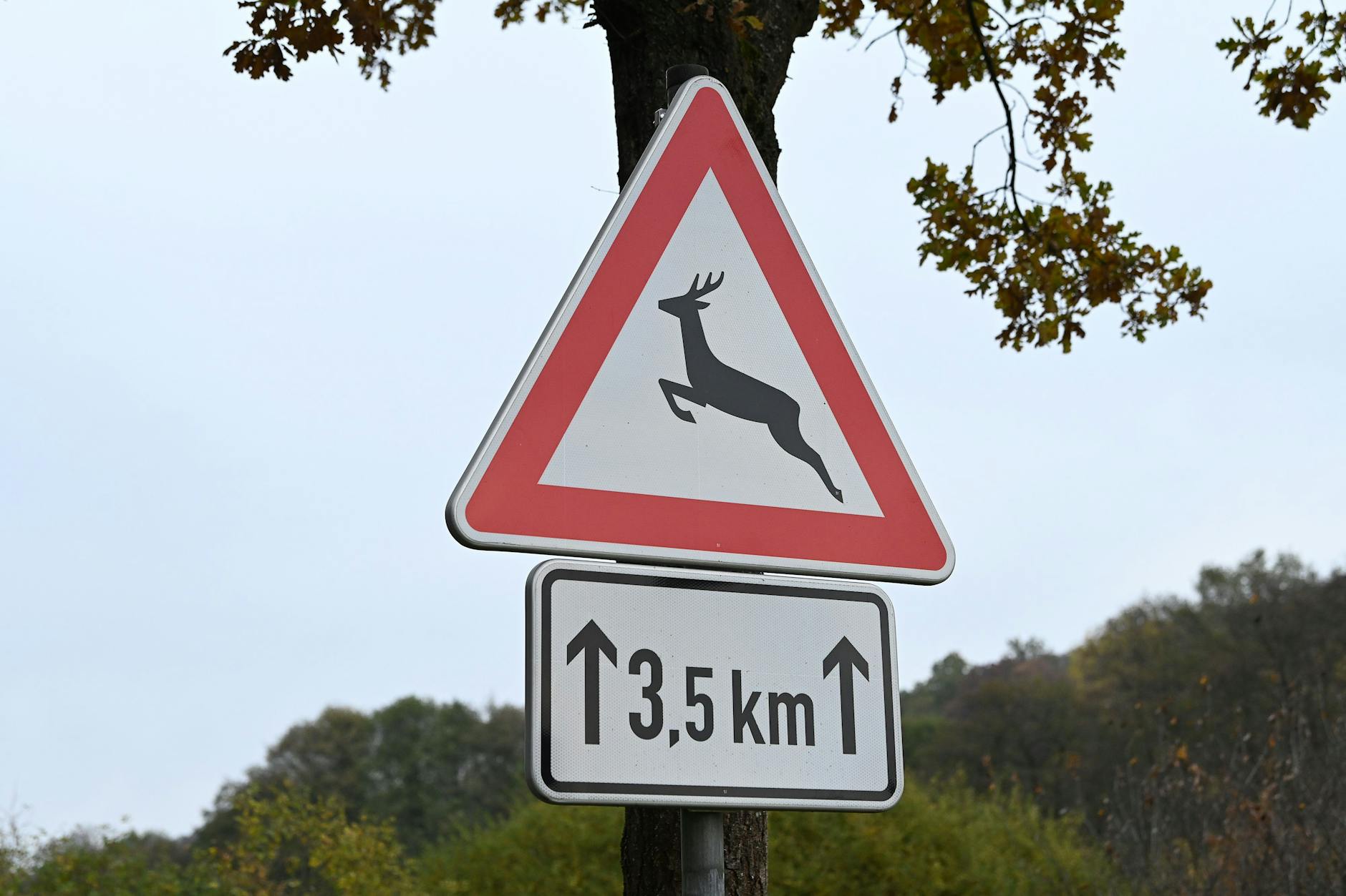 Die Zeitumstellung sorgt in jedem Jahr erneut für viele Wildunfälle.