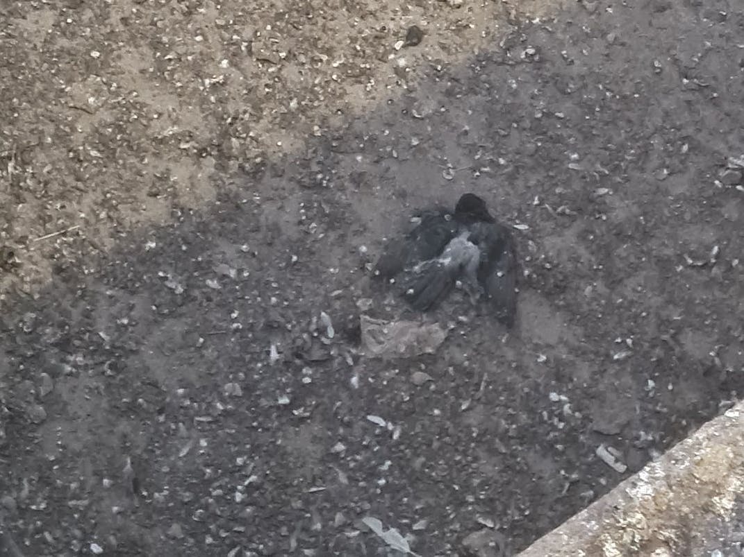 Tote Tauben auf der Baustelle in Pankow