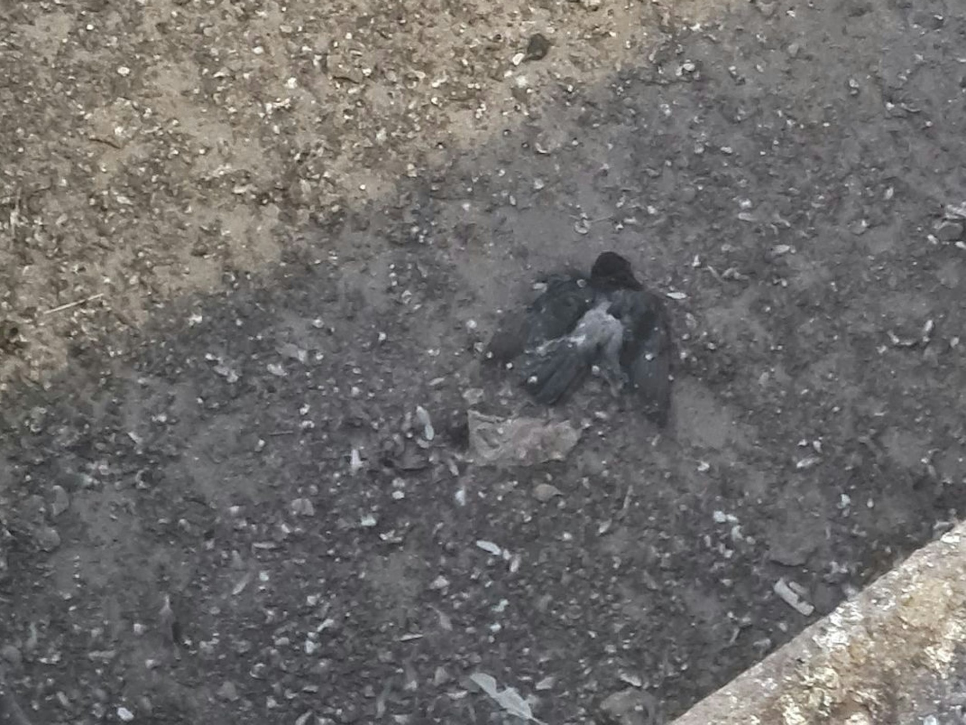 Tote Tauben auf der Baustelle in Pankow