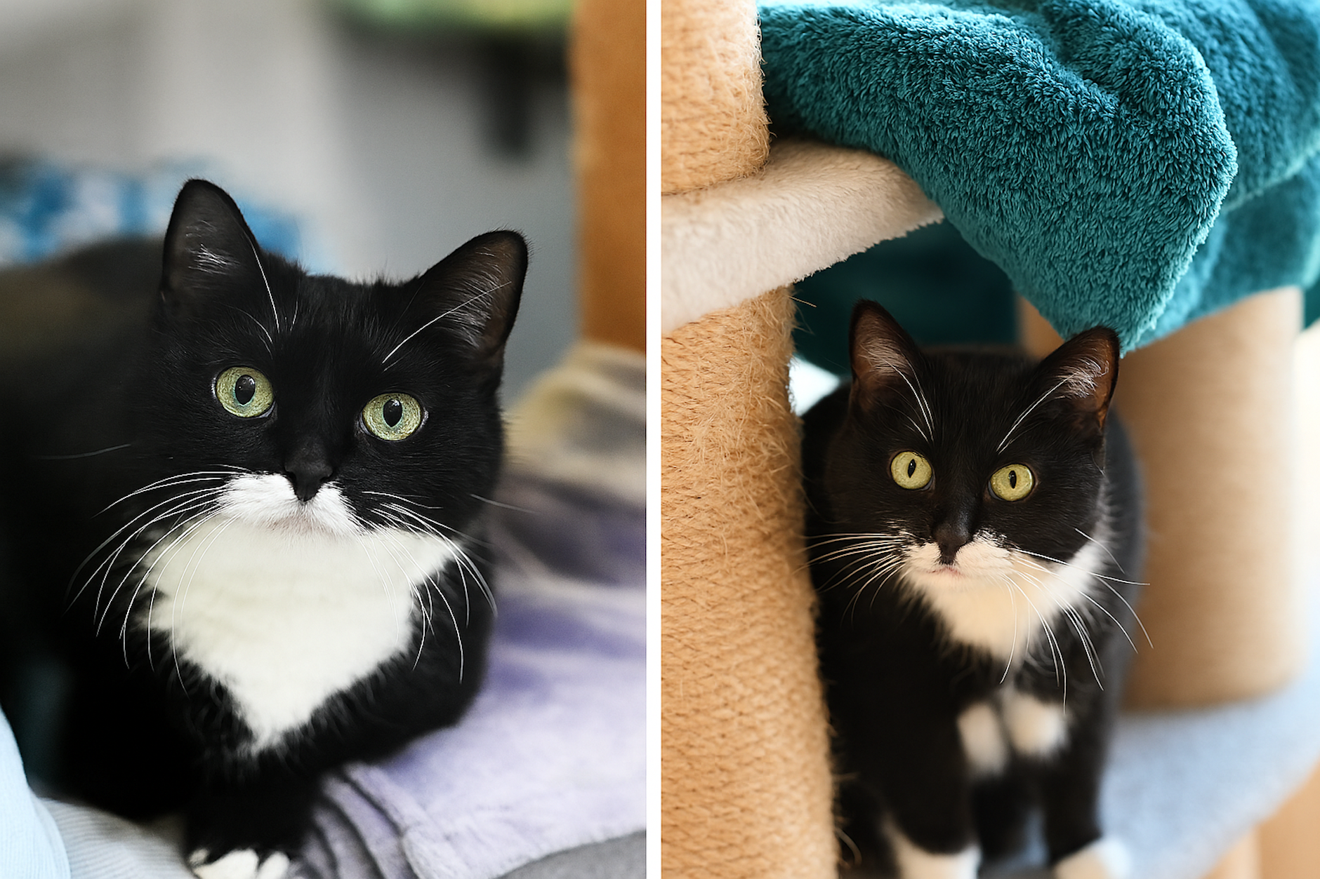 Miezie und Maunzie suchen einen Katzenfreund.